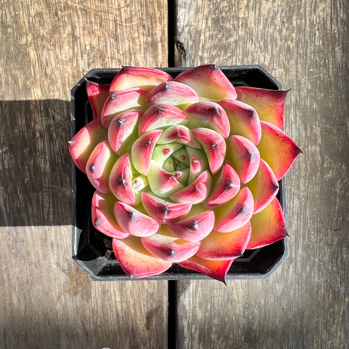0509 Echeveria Agavoides 'Red Claw'
