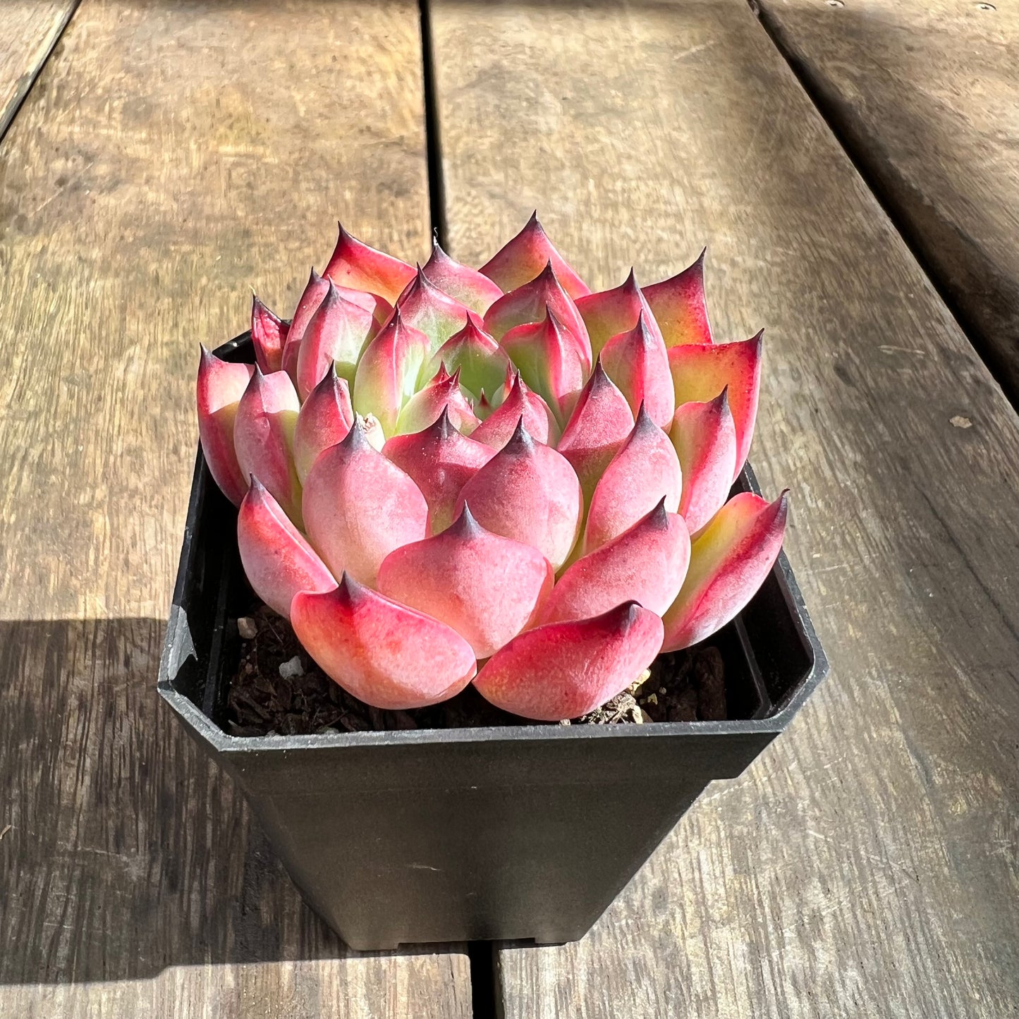0509 Echeveria Agavoides 'Red Claw'