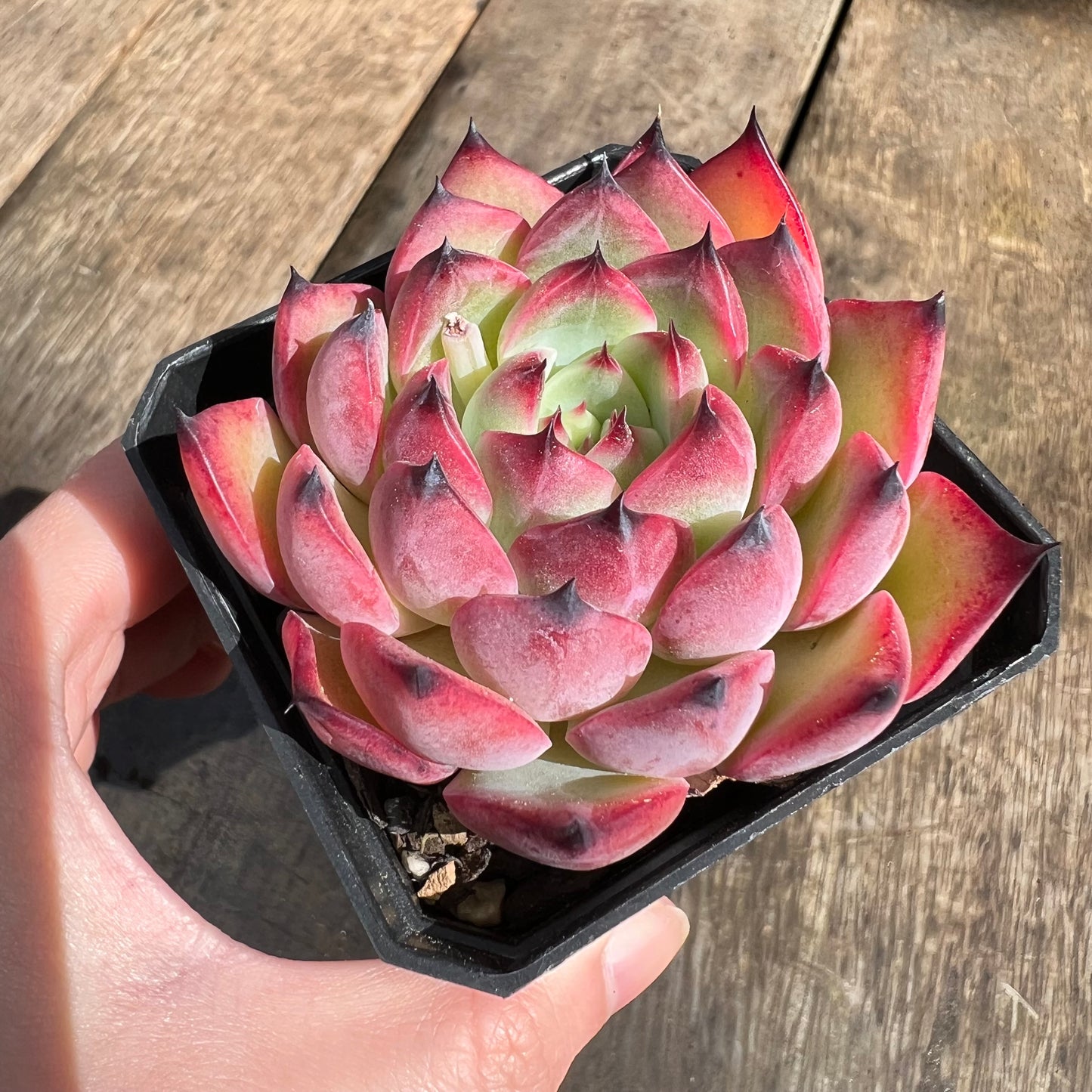 0509 Echeveria Agavoides 'Red Claw'