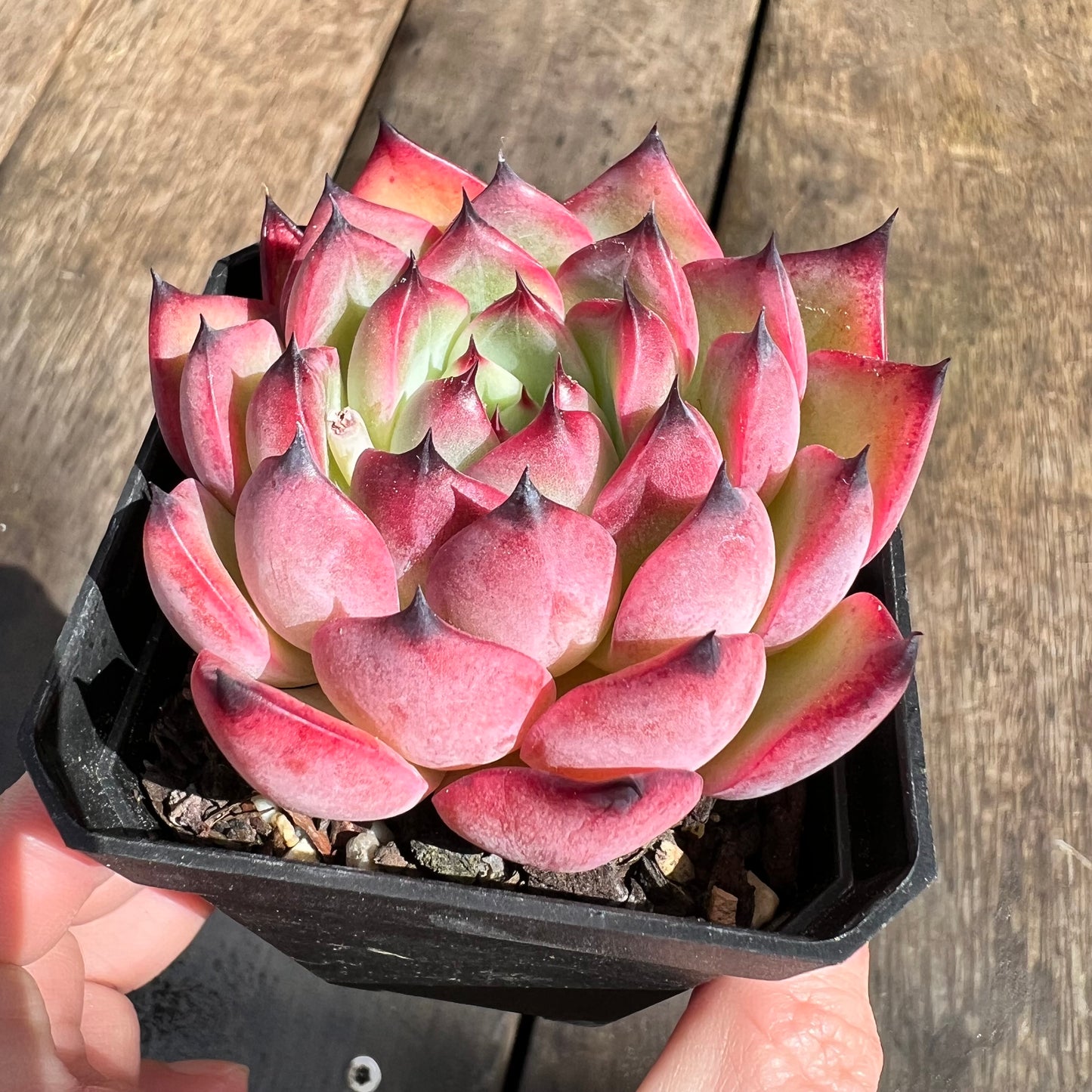 0509 Echeveria Agavoides 'Red Claw'