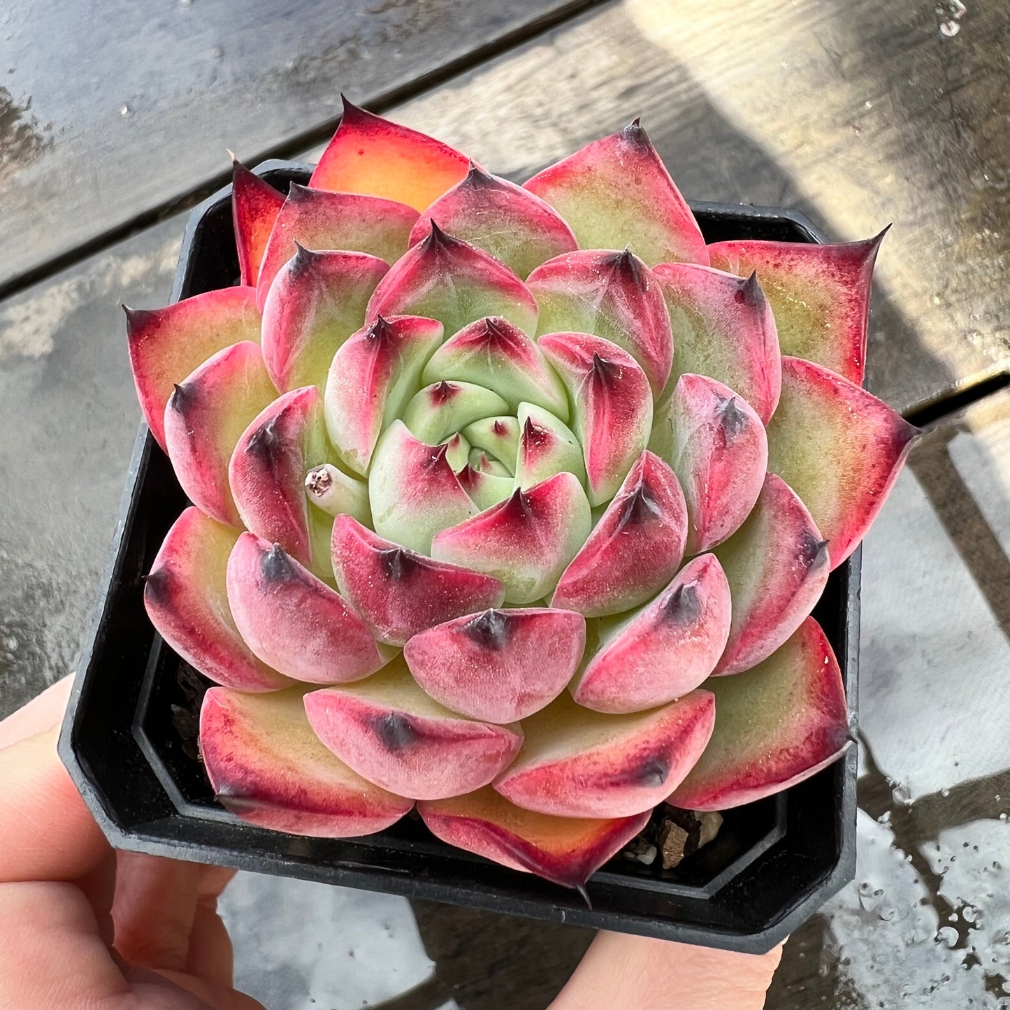 0509 Echeveria Agavoides 'Red Claw'