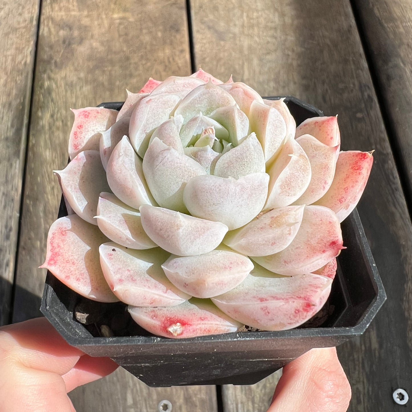 0509 Echeveria Albicans x Lindsayana Hybrid