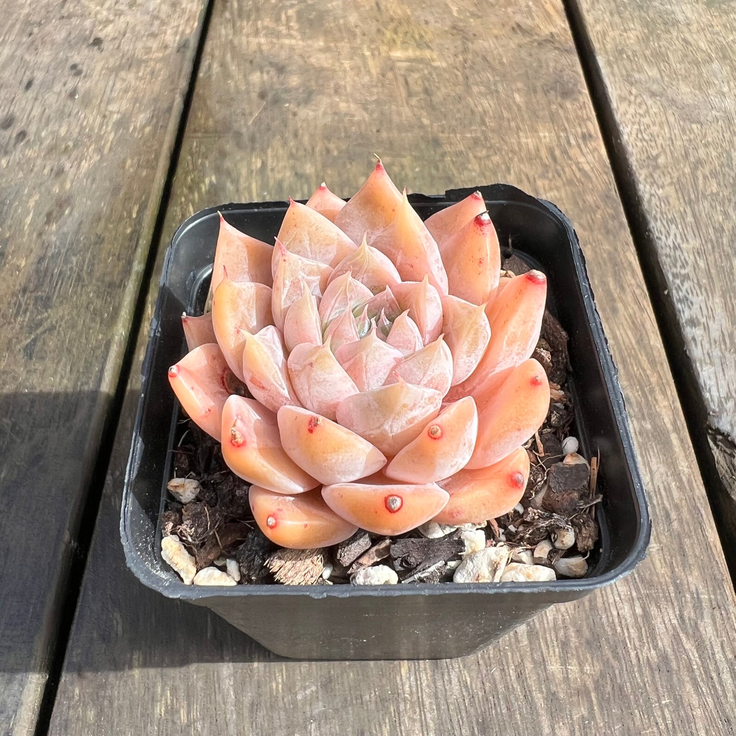 0509 Echeveria Galaxy
