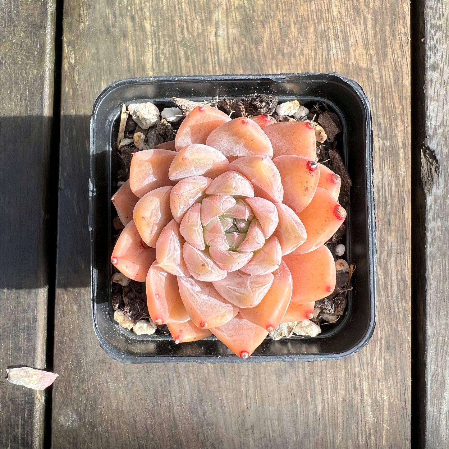 0509 Echeveria Galaxy