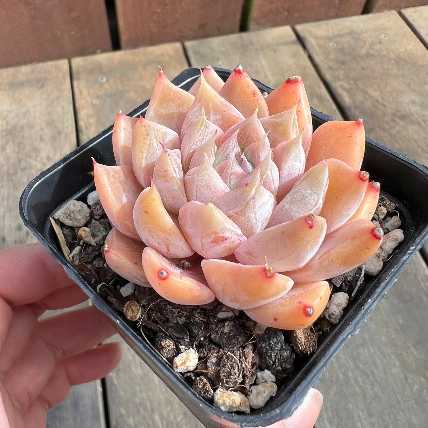 0509 Echeveria Galaxy