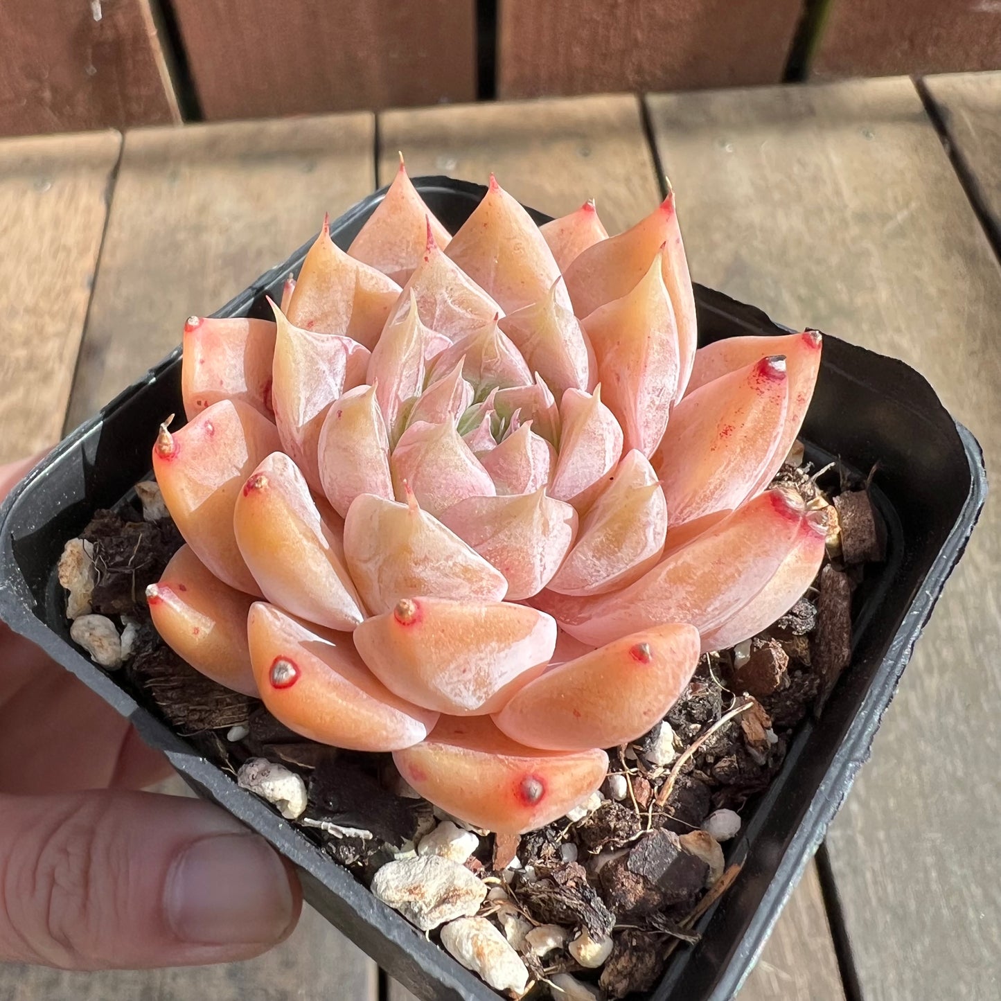 0509 Echeveria Galaxy