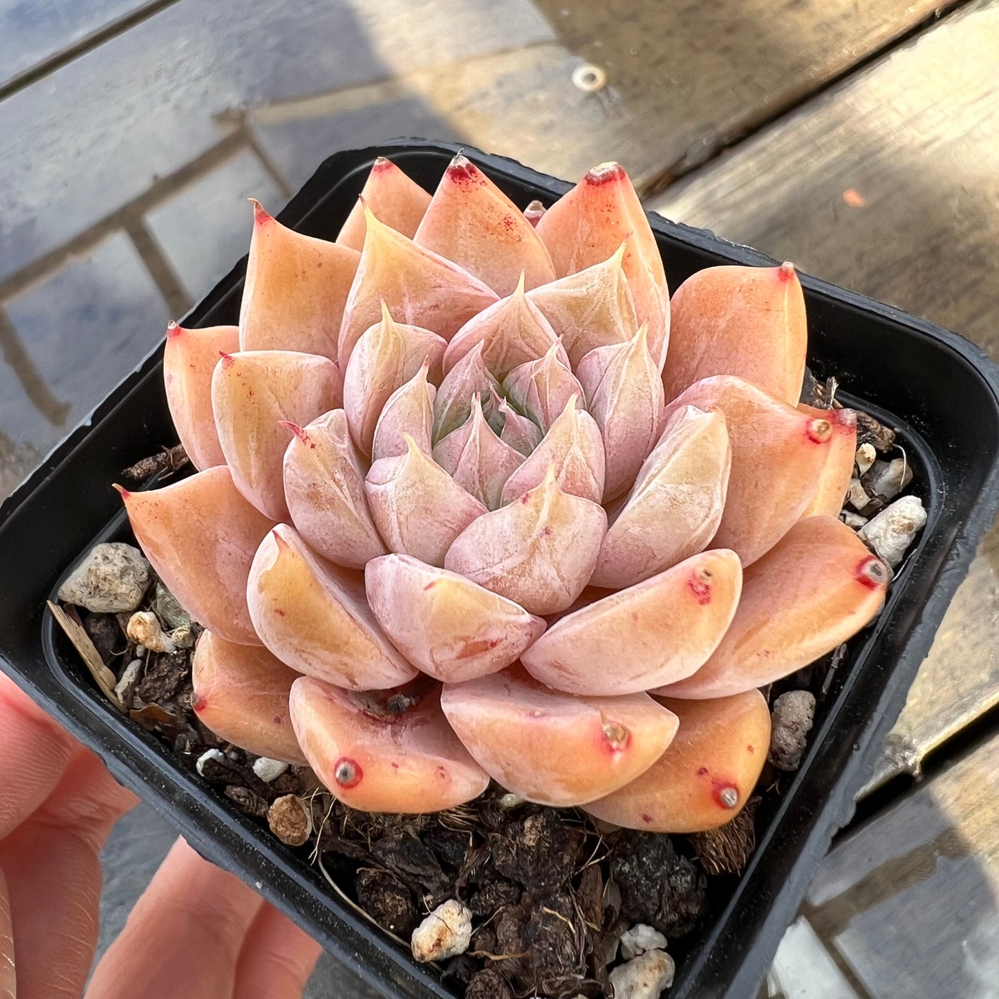 0509 Echeveria Galaxy