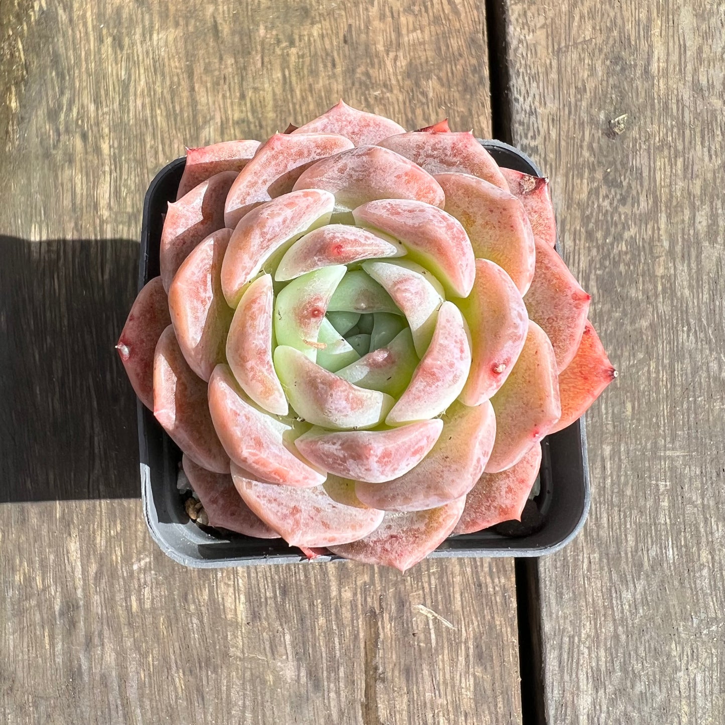 0509 Echeveria Monroe Hybrid
