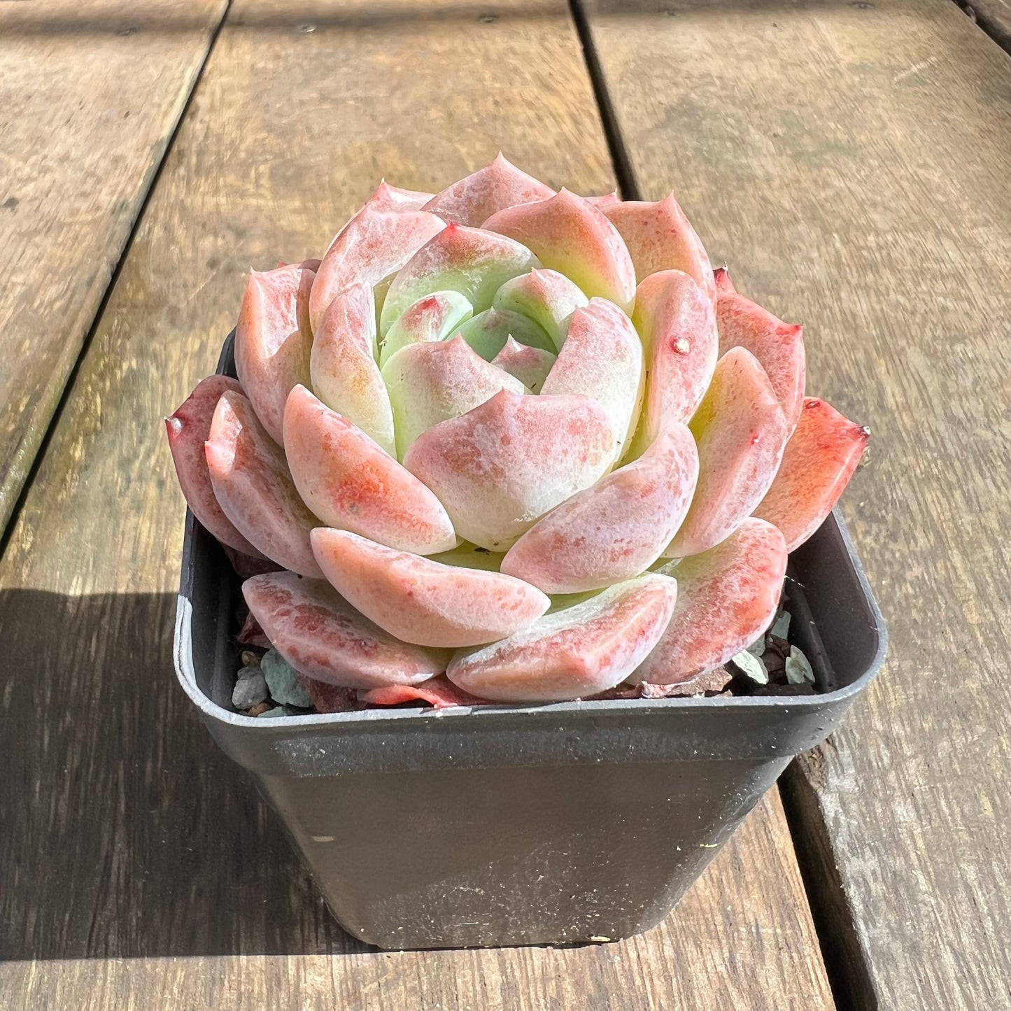 0509 Echeveria Monroe Hybrid