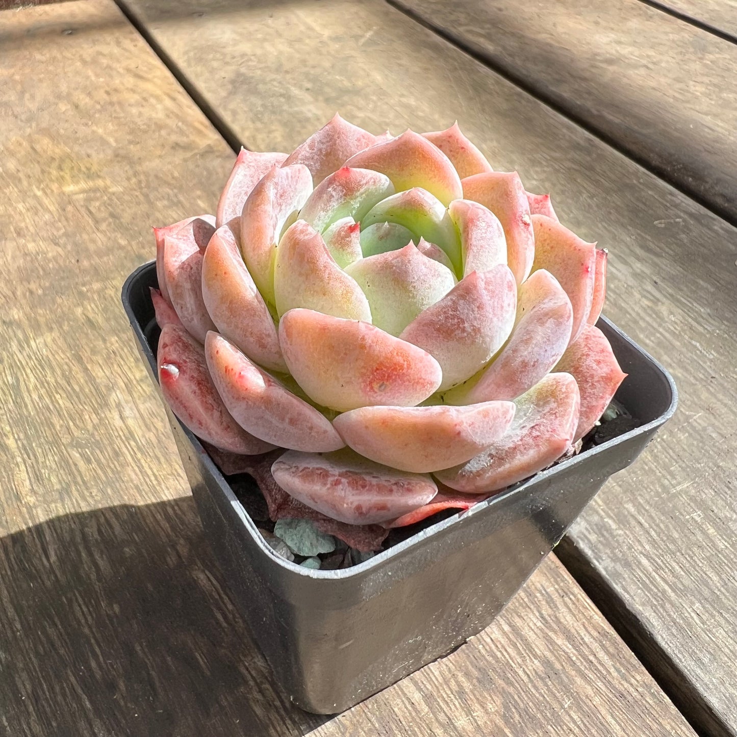 0509 Echeveria Monroe Hybrid