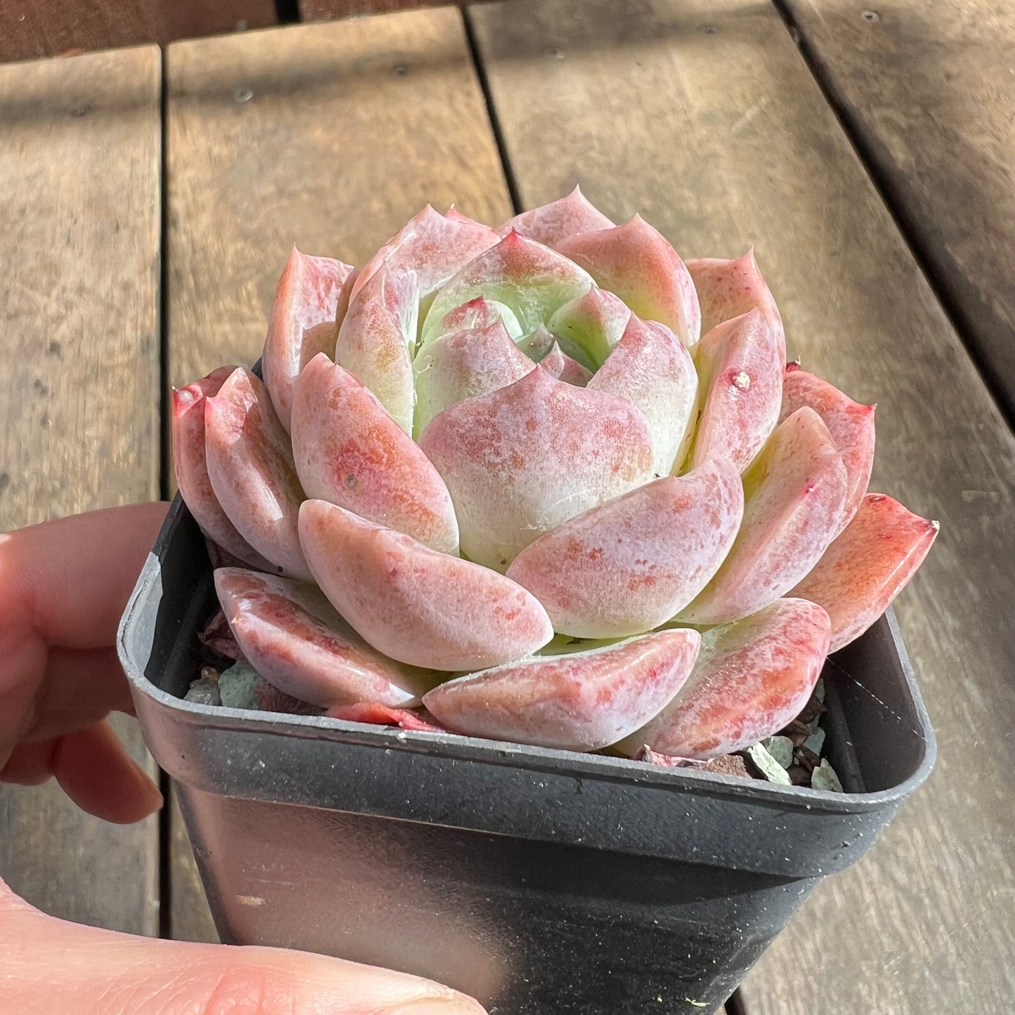 0509 Echeveria Monroe Hybrid