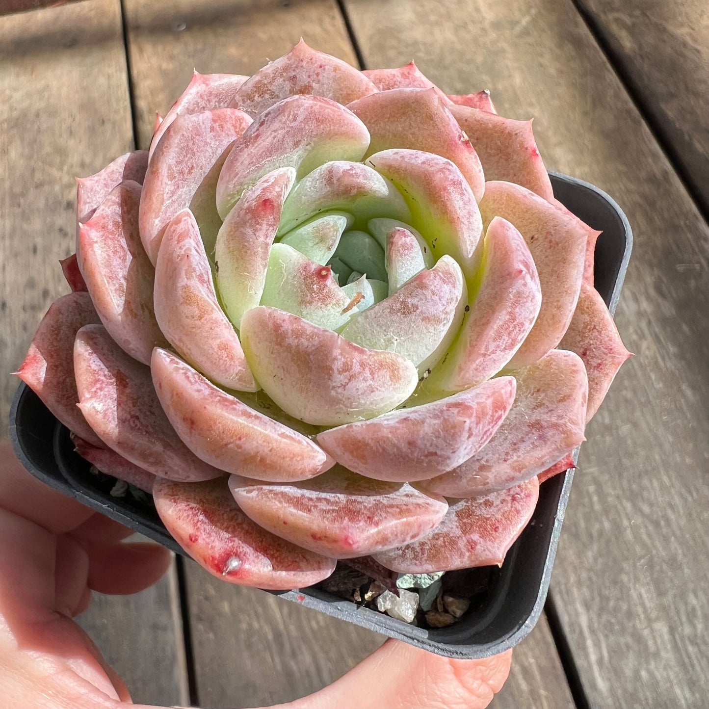 0509 Echeveria Monroe Hybrid
