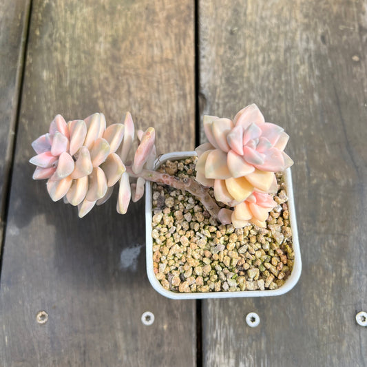 0509 Graptopetalum Paraguayense ssp.Bernalense Variegated