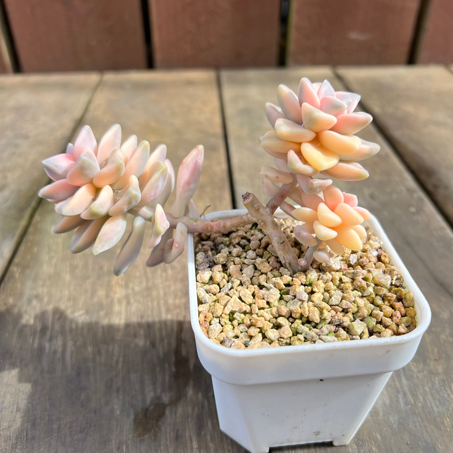 0509 Graptopetalum Paraguayense ssp.Bernalense Variegated