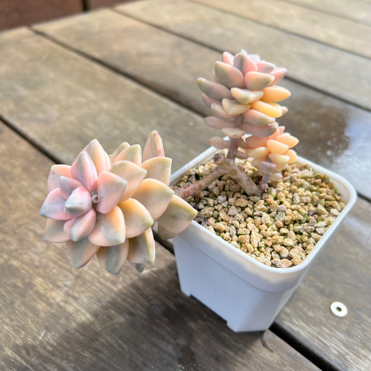 0509 Graptopetalum Paraguayense ssp.Bernalense Variegated