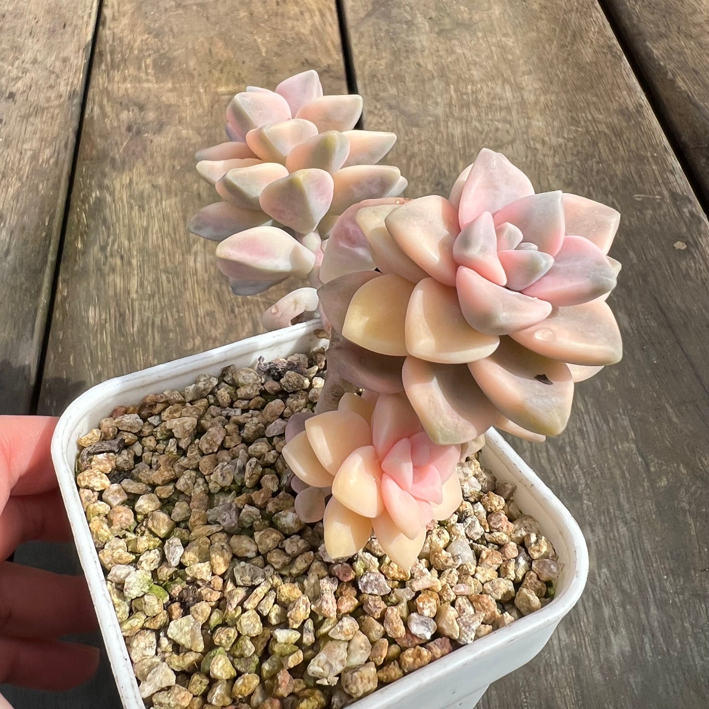 0509 Graptopetalum Paraguayense ssp.Bernalense Variegated