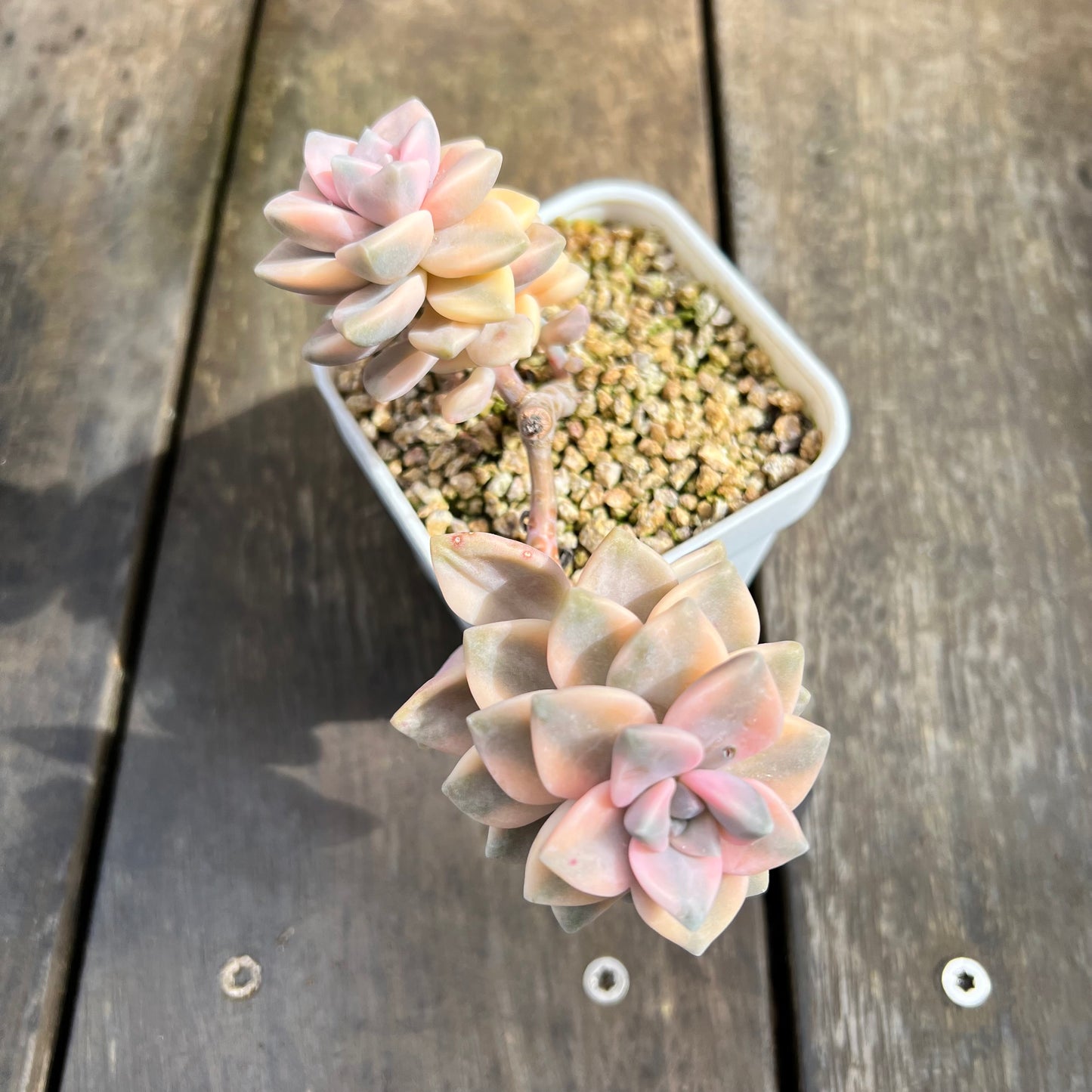 0509 Graptopetalum Paraguayense ssp.Bernalense Variegated