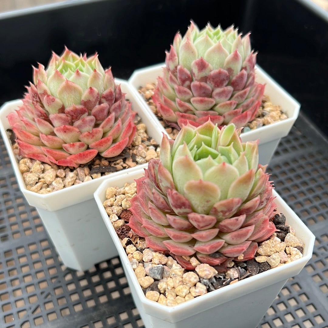 Echeveria Immortal Peach