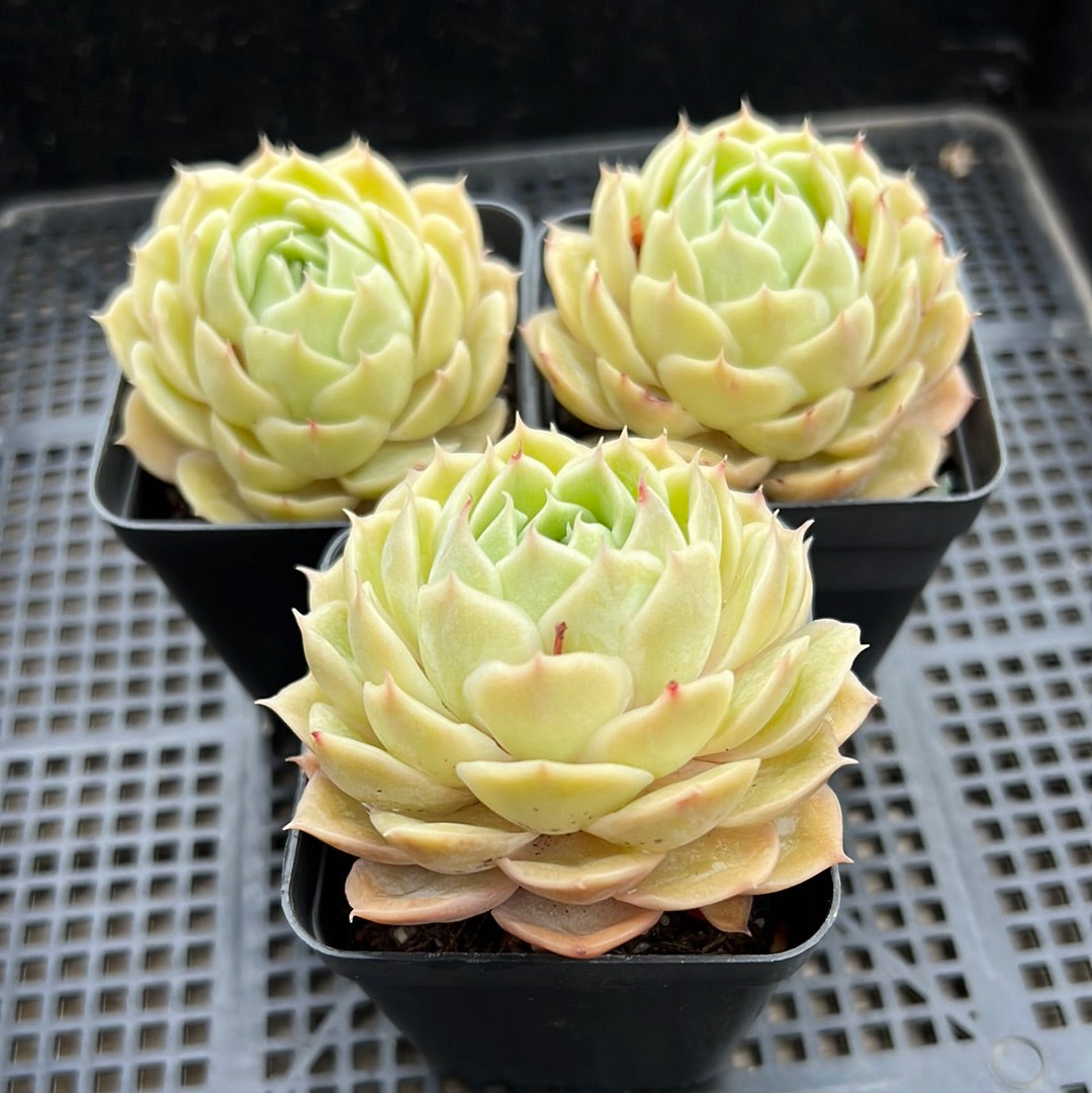 Echeveria Onslow