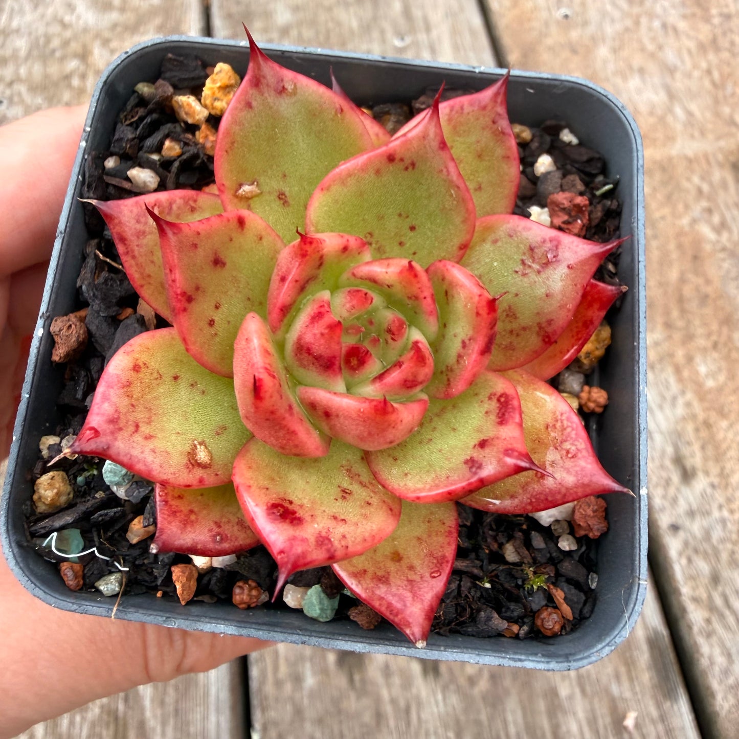 0704 东云“女士之选”