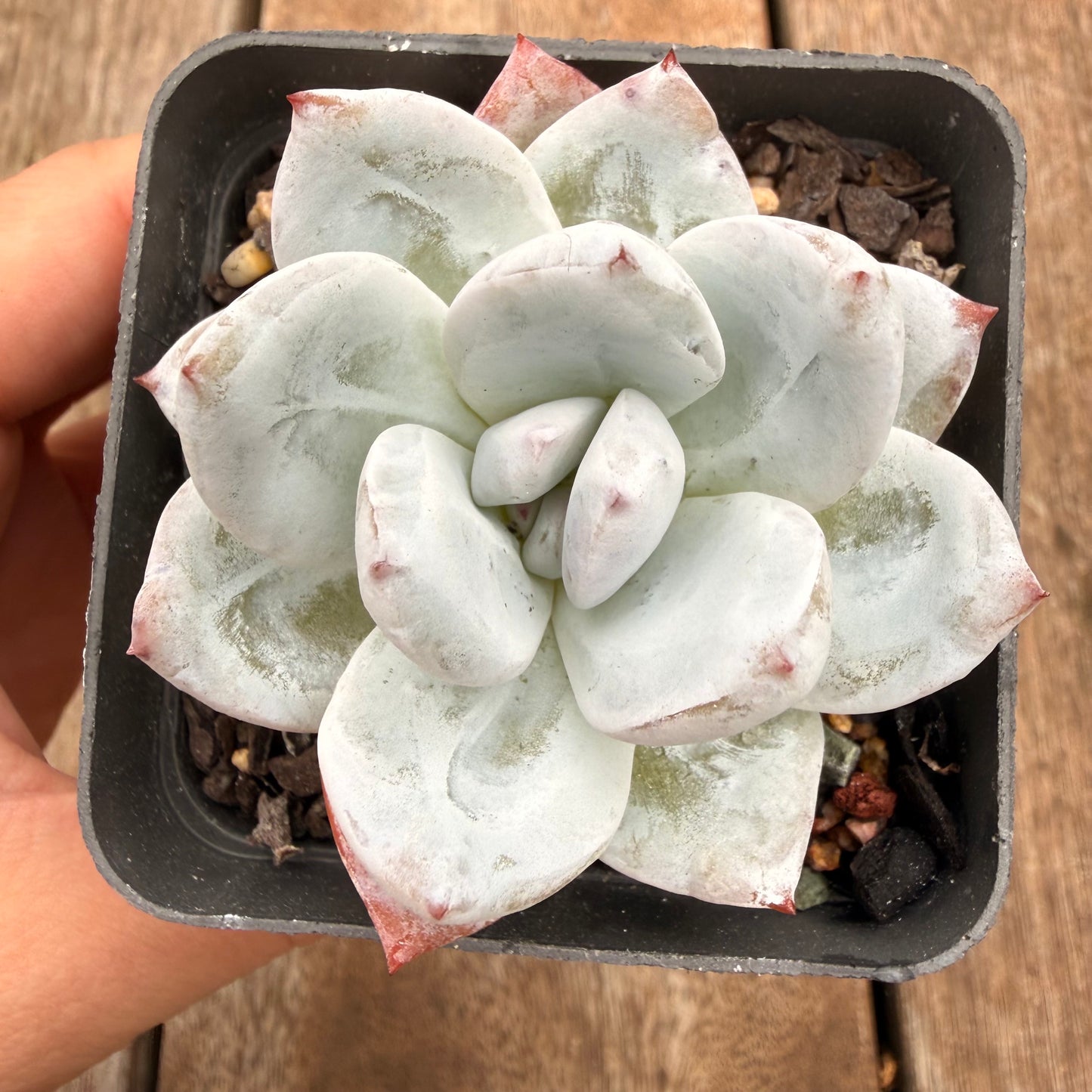 0704 Echeveria Arctic Snow