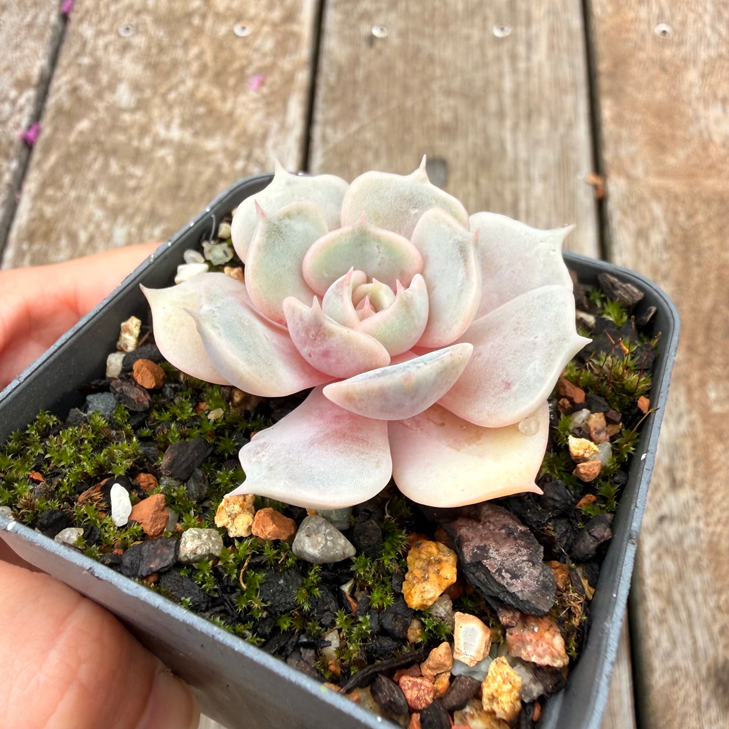 0704 Echeveria Blue Surprise