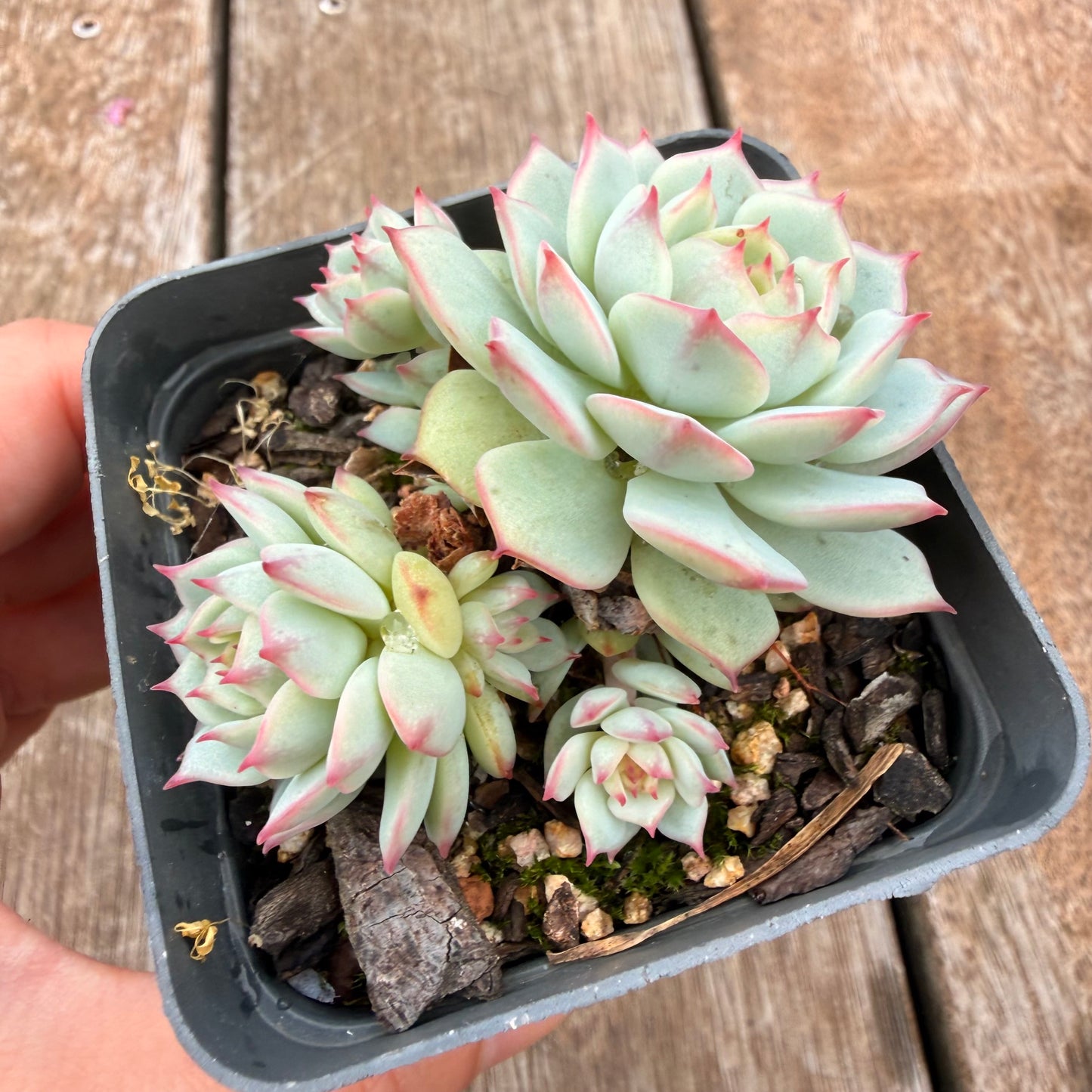 0704 Echeveria Derenbergii