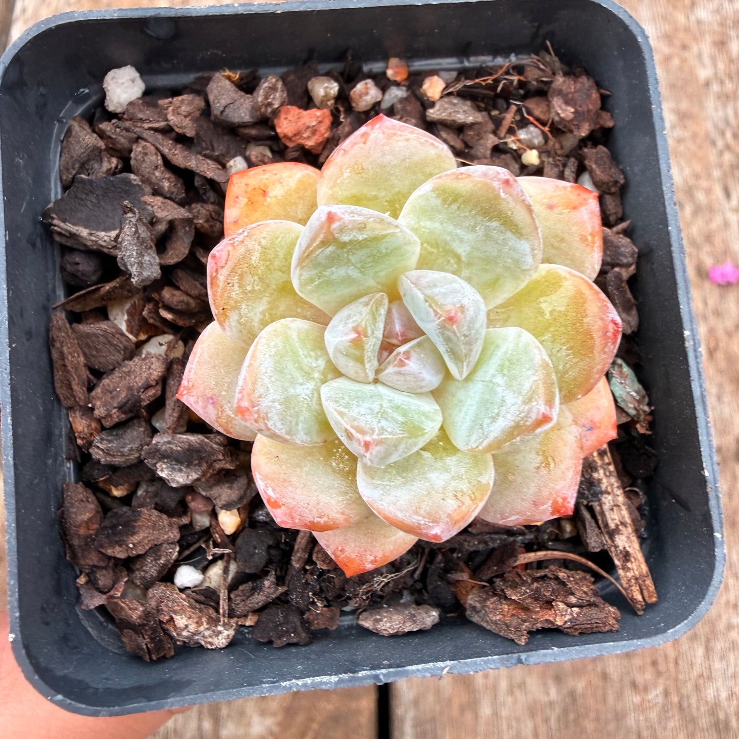 0704 Echeveria Orange Diamond