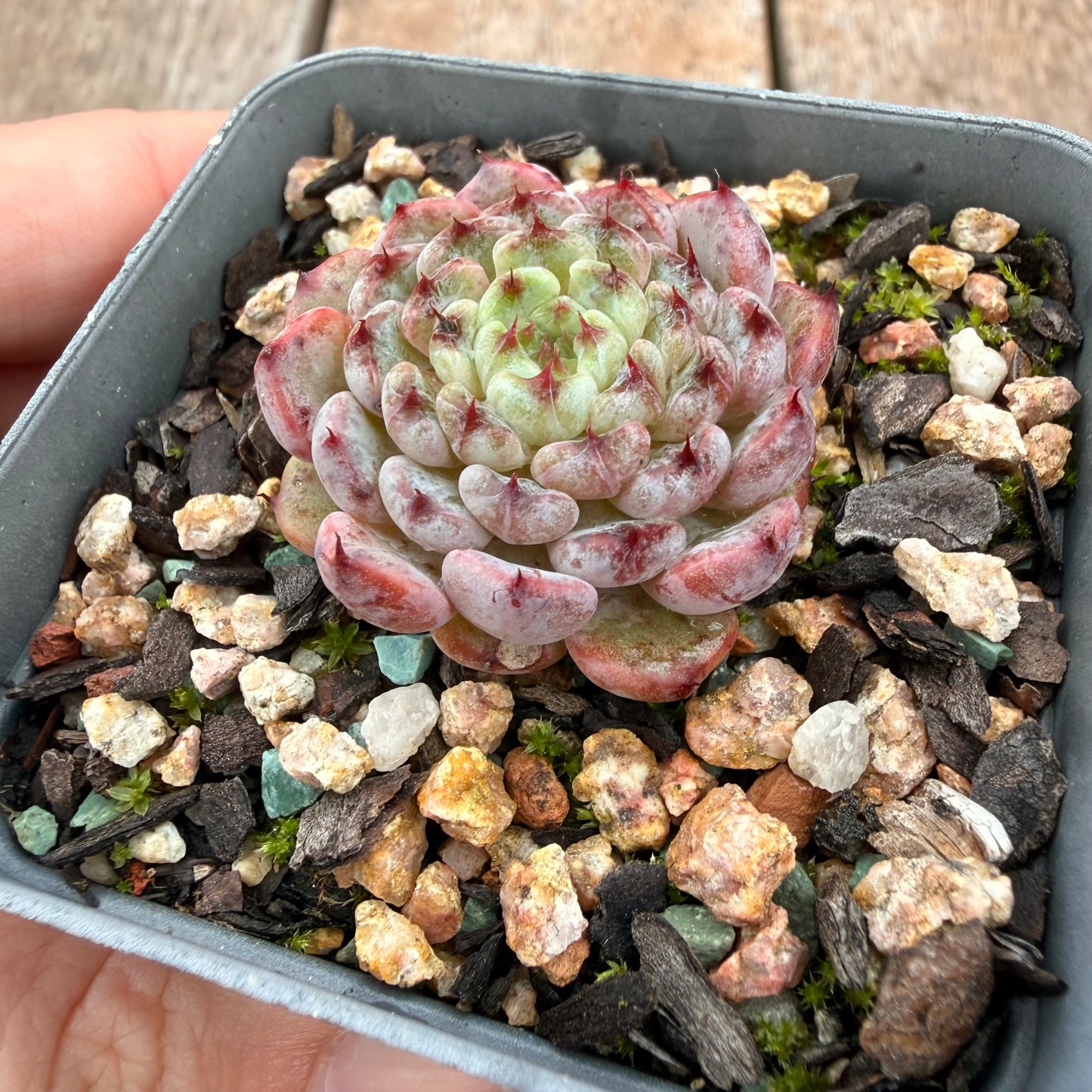 0704 Echeveria 'Meetup'