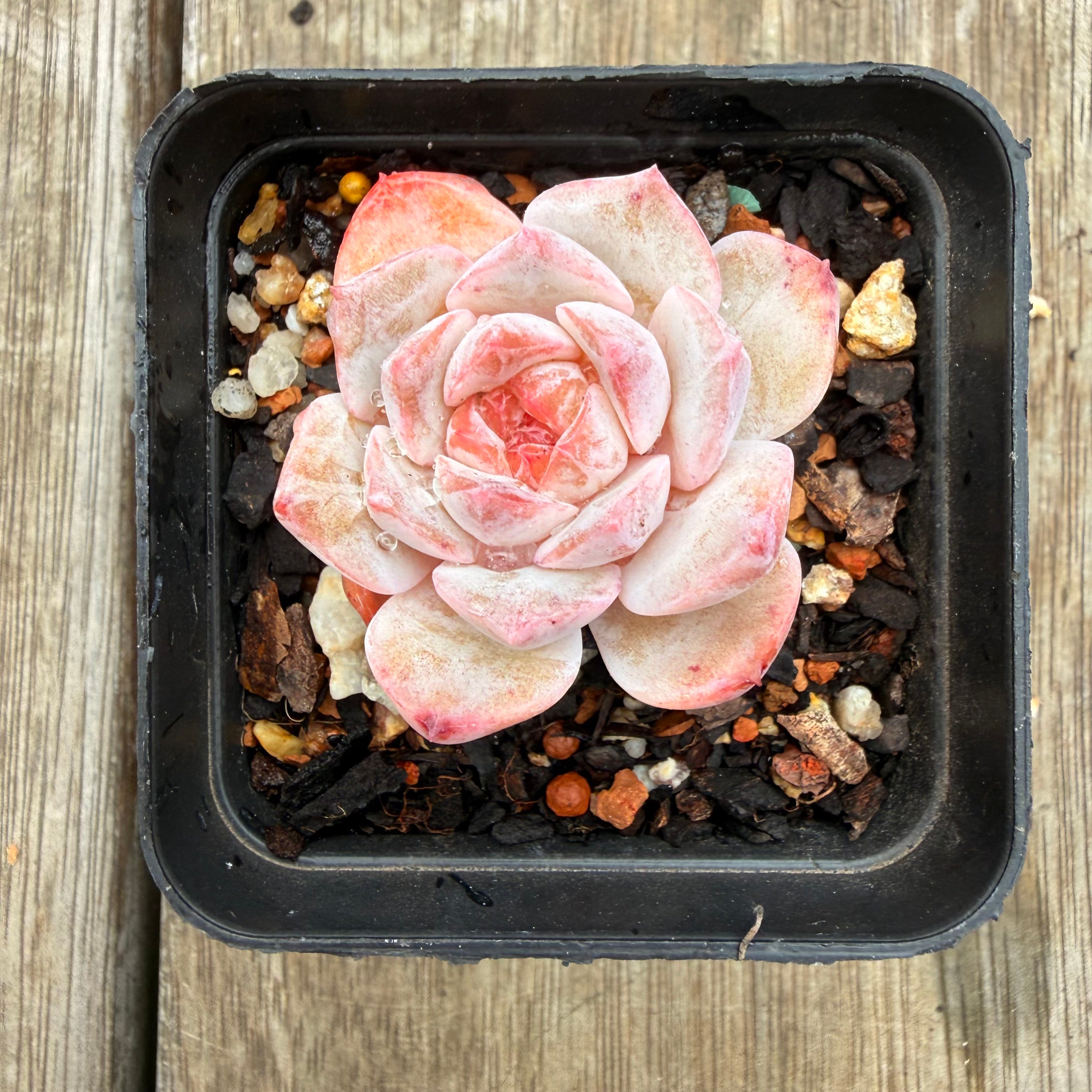 pink diamond succulent 0704 Echeveria 'Pink Diamond' (Candy heart)