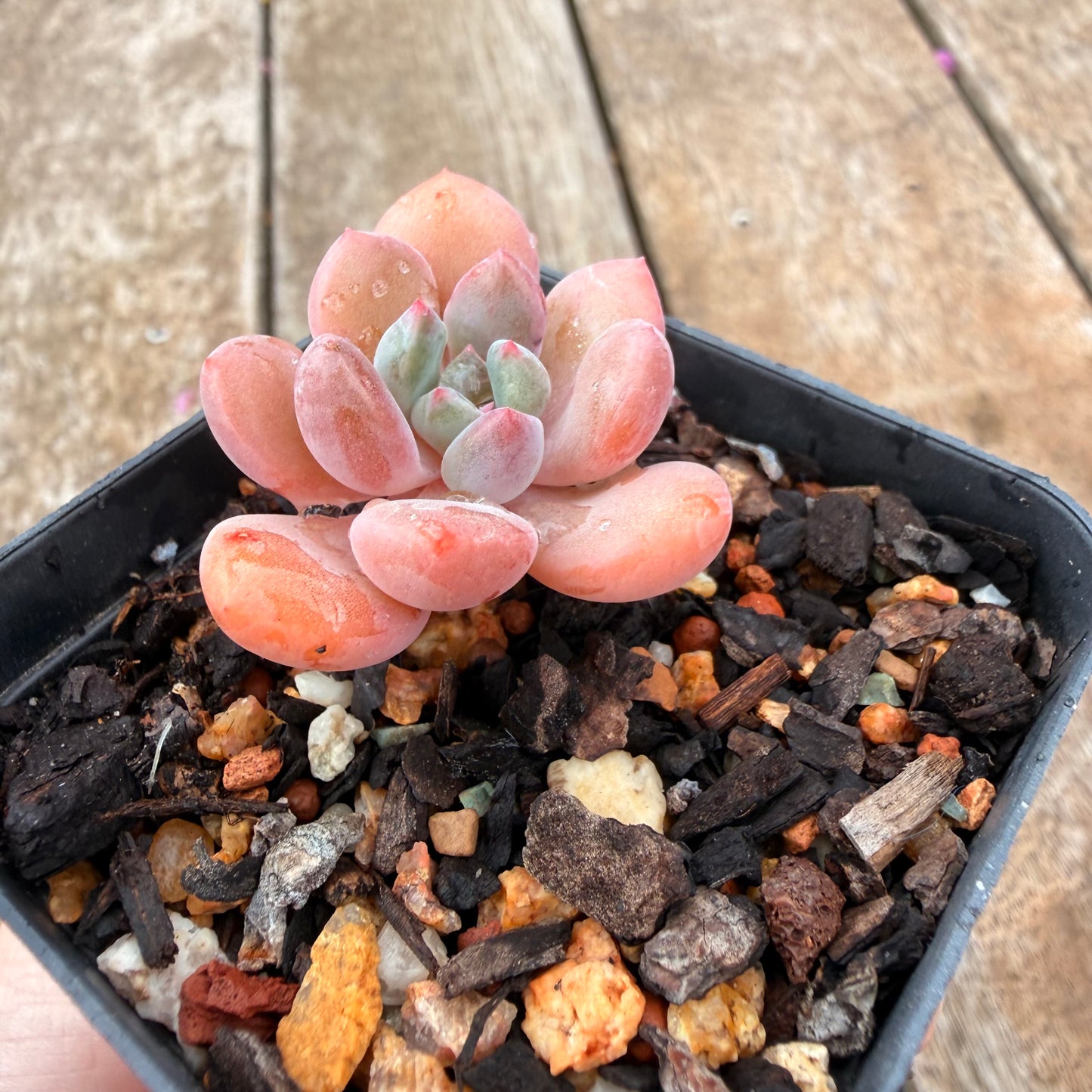0704 Graptoveria Orange Sherbet
