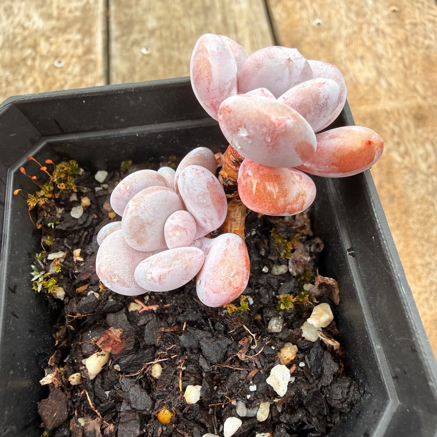 0704 Graptoveria Snow Peach