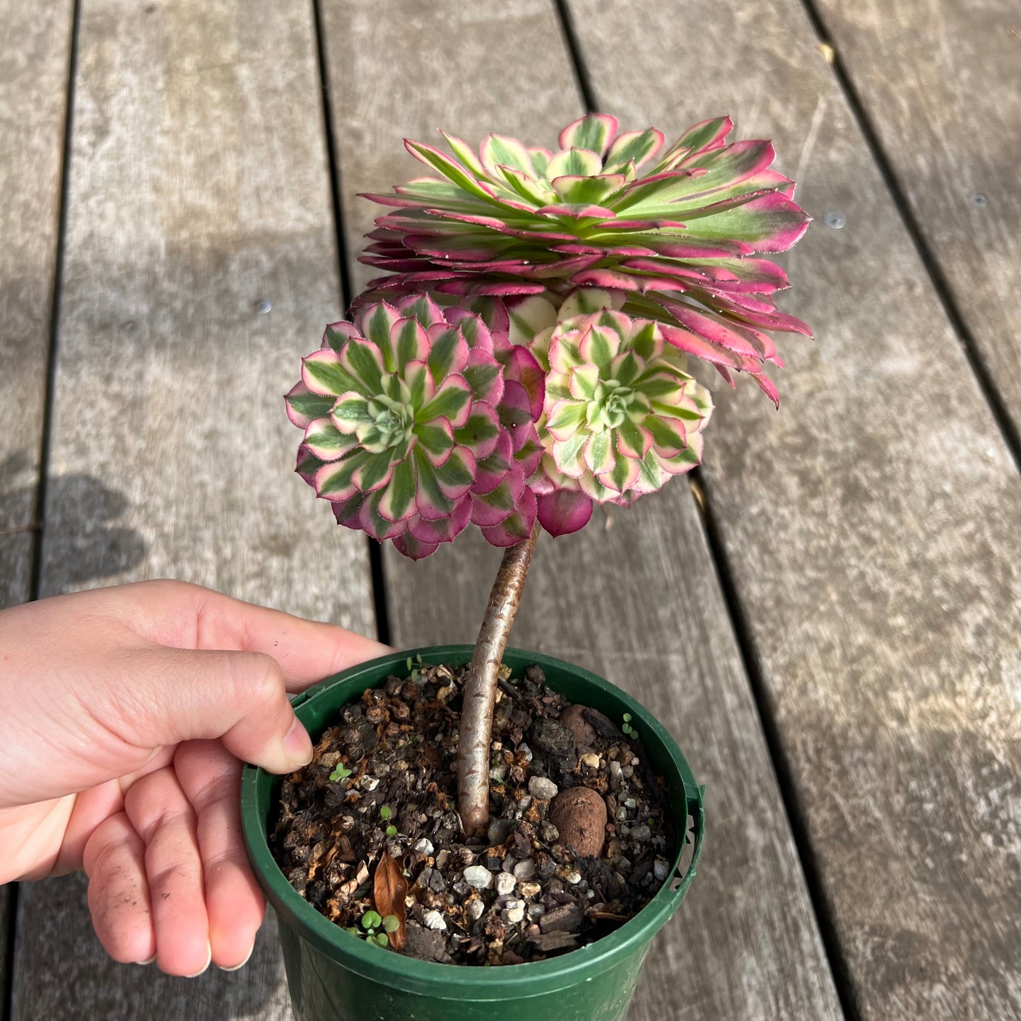 0705 Aeonium 'Red Garnet' Variegated