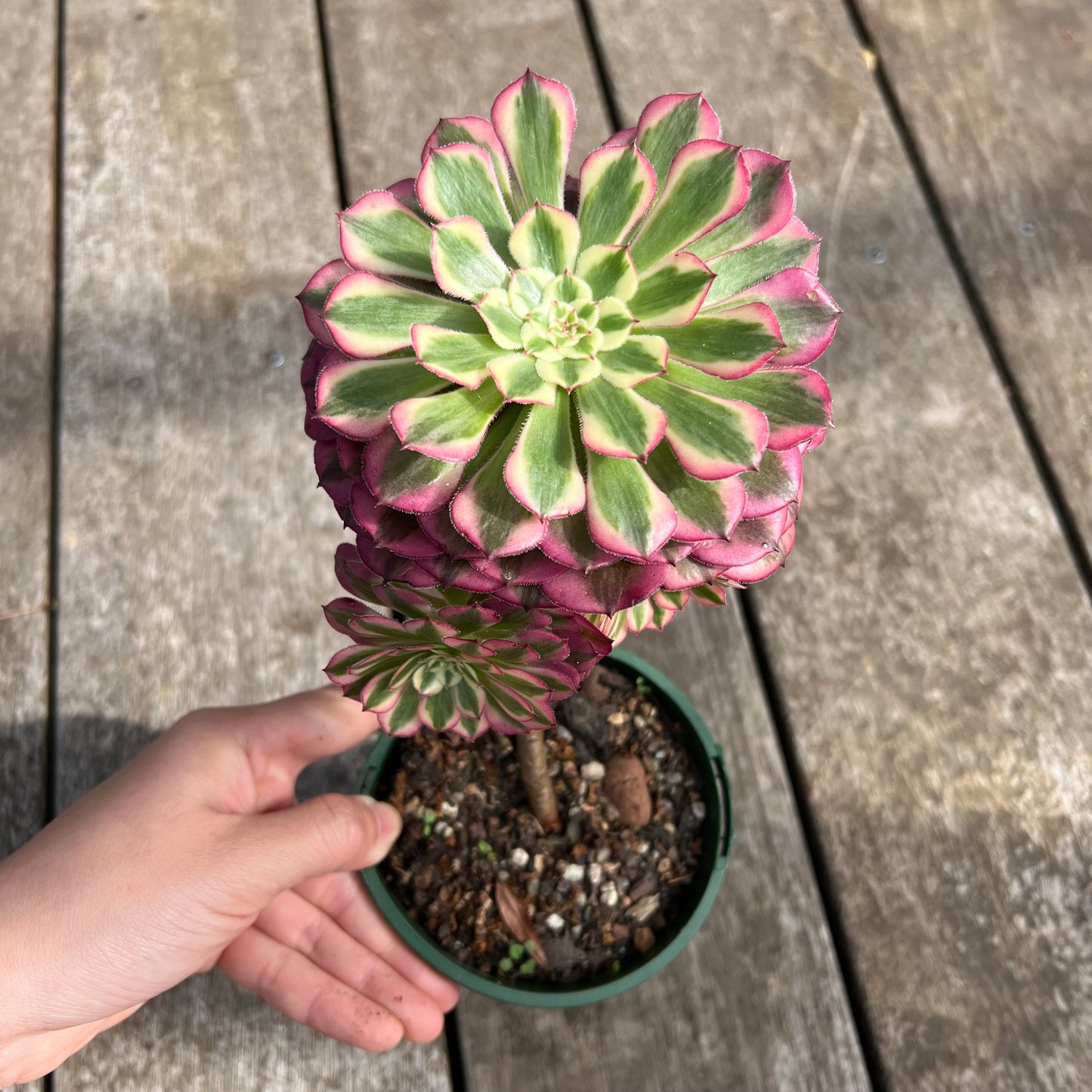 0705 Aeonium 'Red Garnet' Variegated