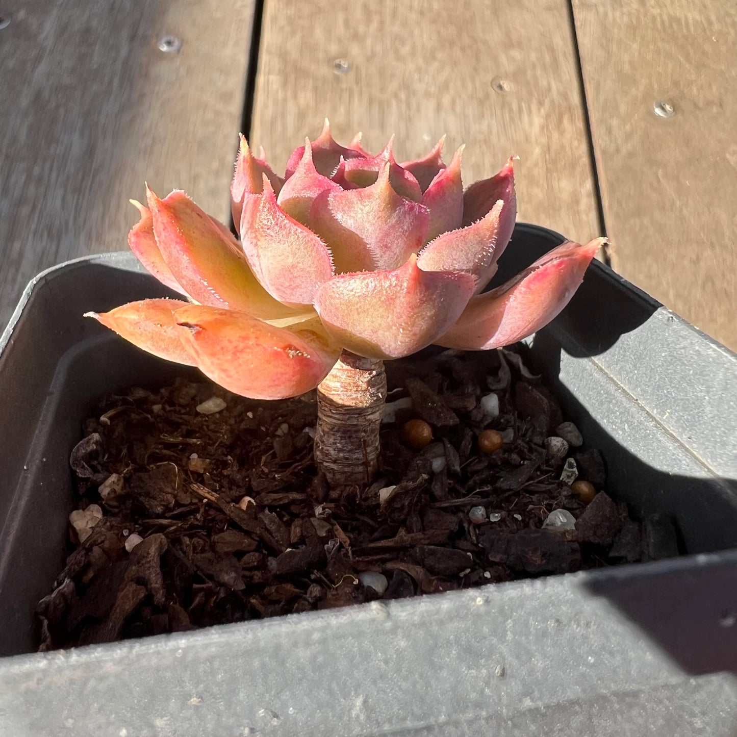 0705 Echeveria Brown Rose