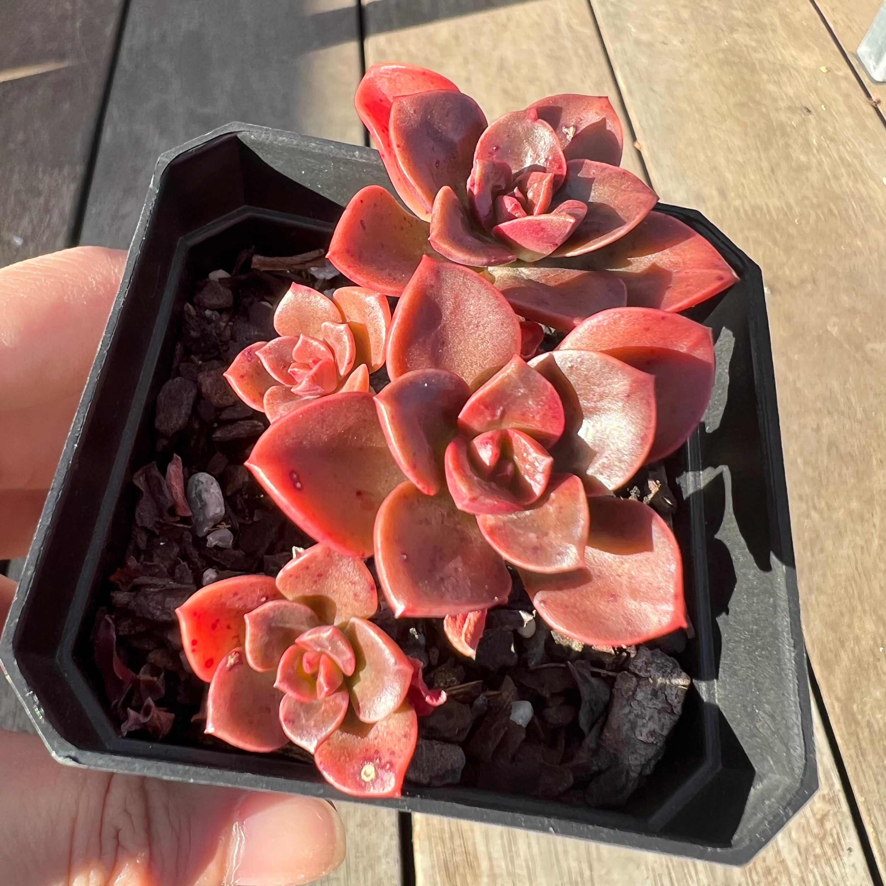 chroma succulent care 0705 Echeveria Chroma(multi)
