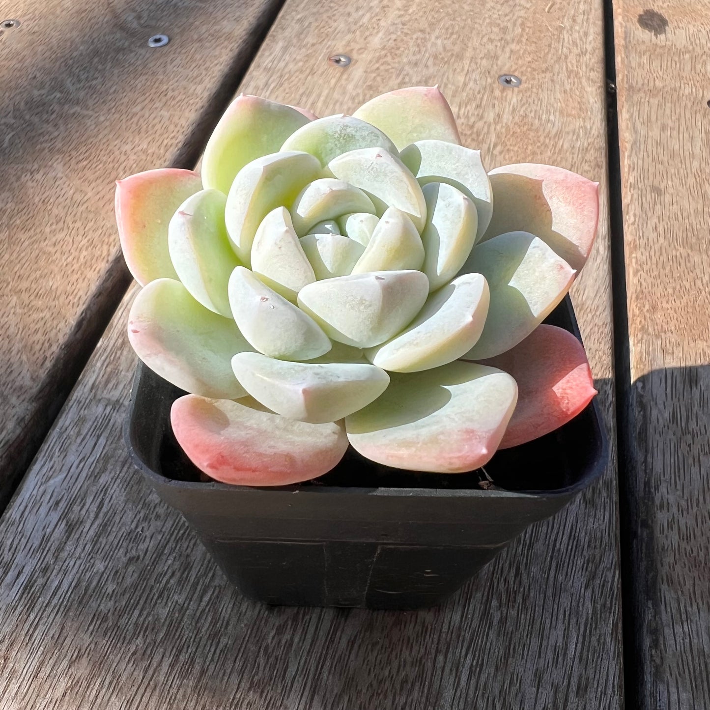 0705 Echeveria Ice Green