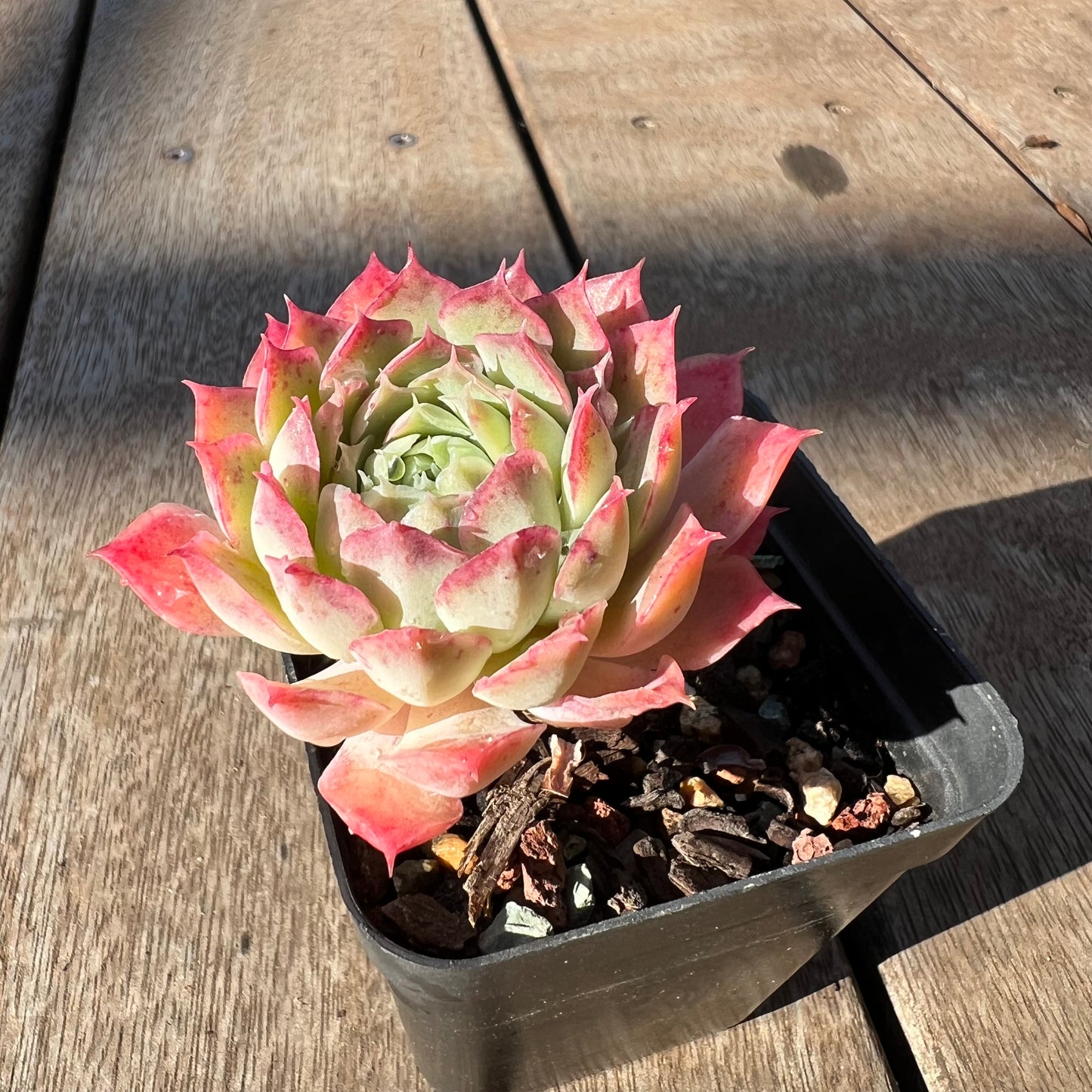 0705 Echeveria 'Red Hole'