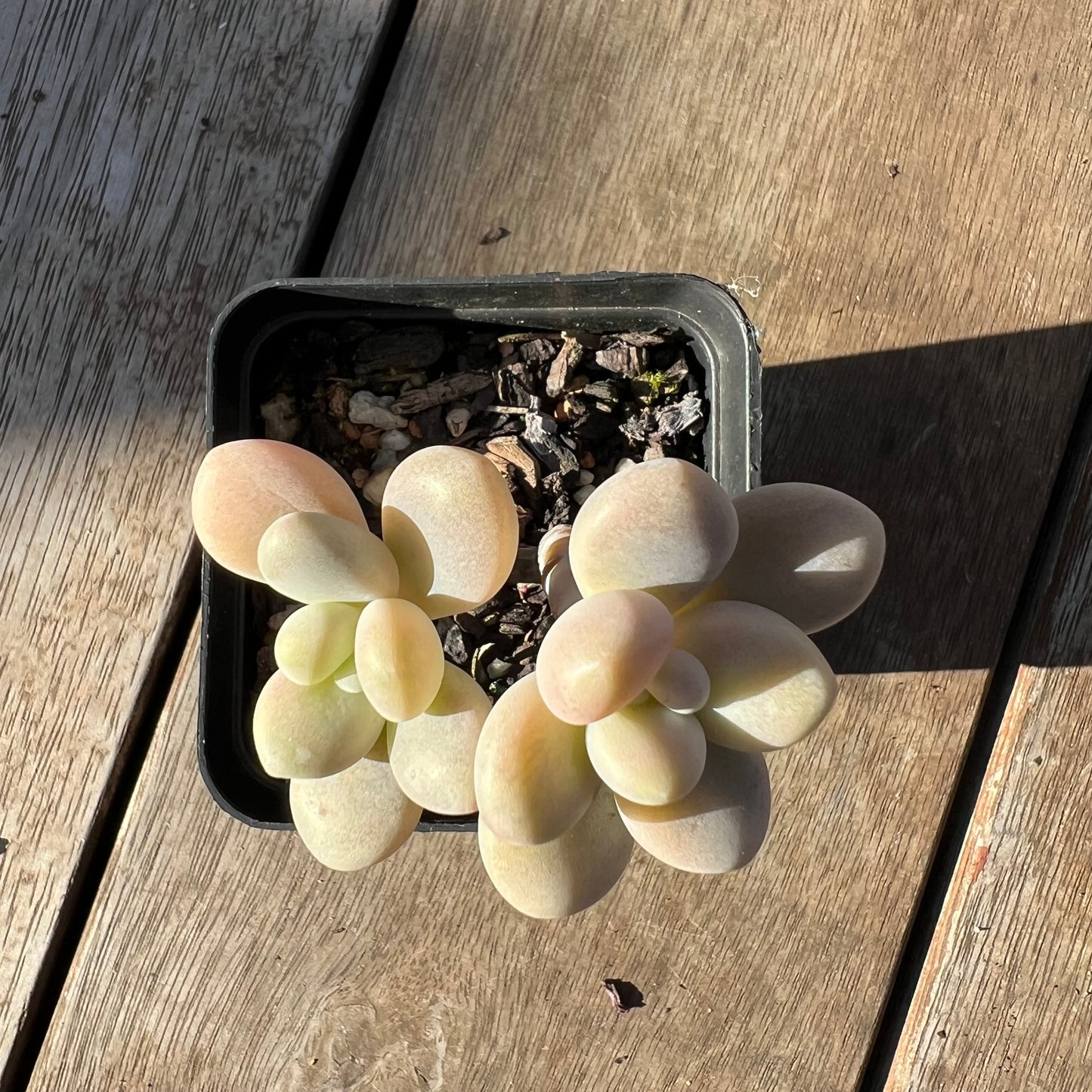 0705 Graptosedum Miul