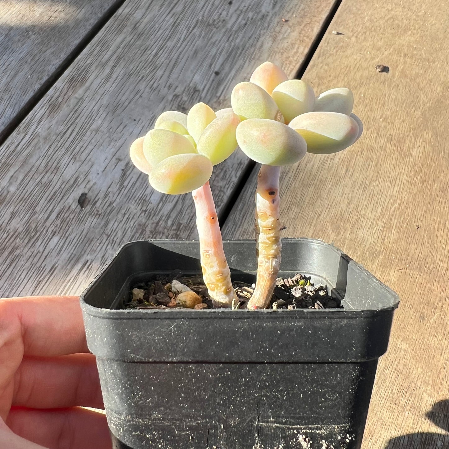 0705 Graptosedum Miul
