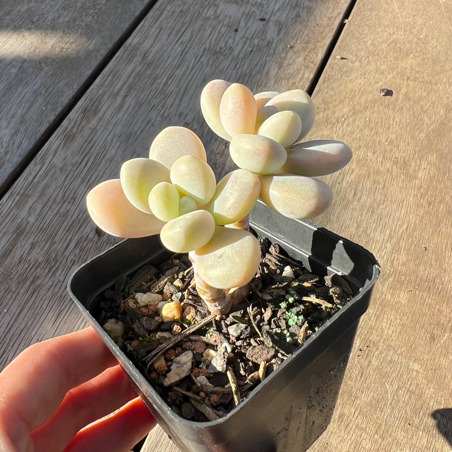 0705 Graptosedum Miul