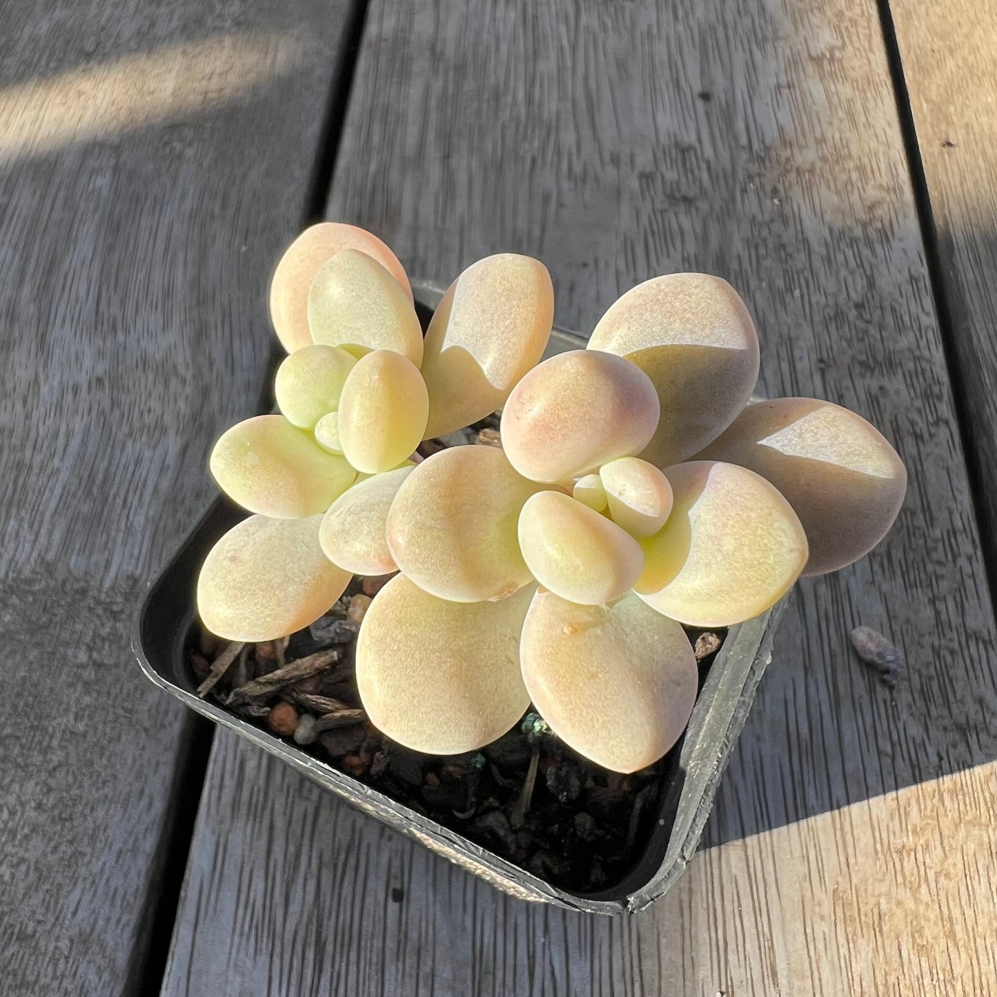 0705 Graptosedum Miul