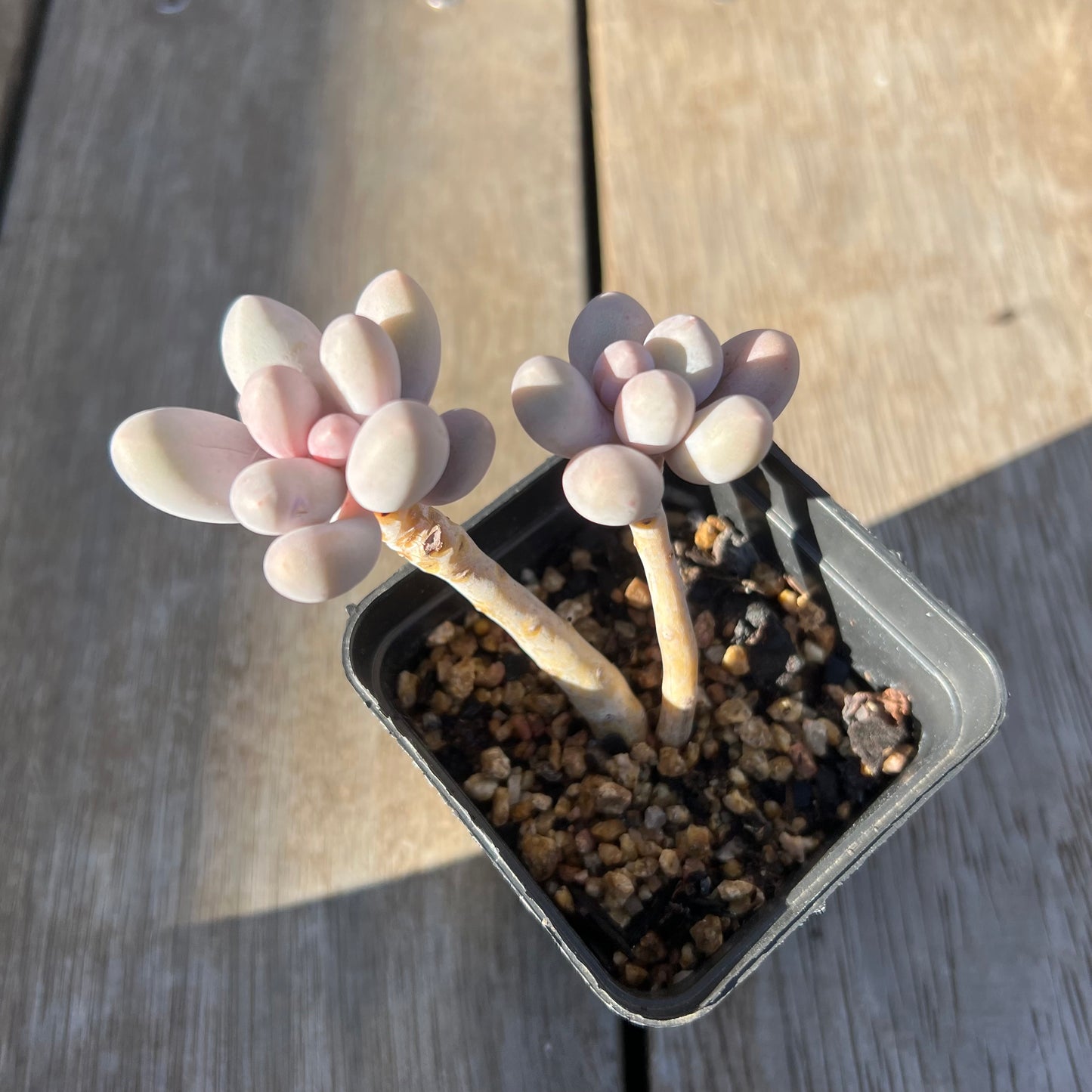 0705 Pachyphytum 'Egg Tart'