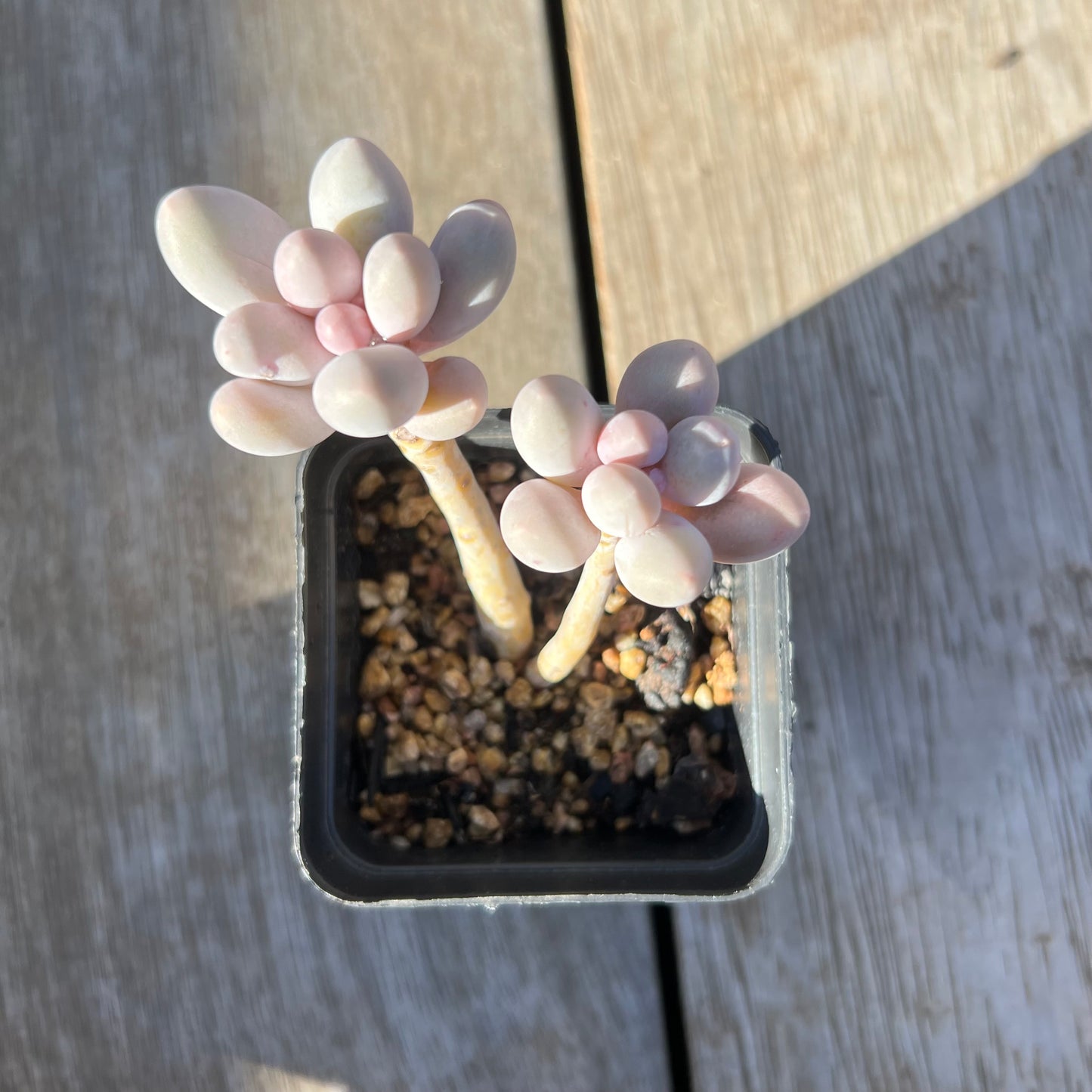 0705 Pachyphytum 'Egg Tart'