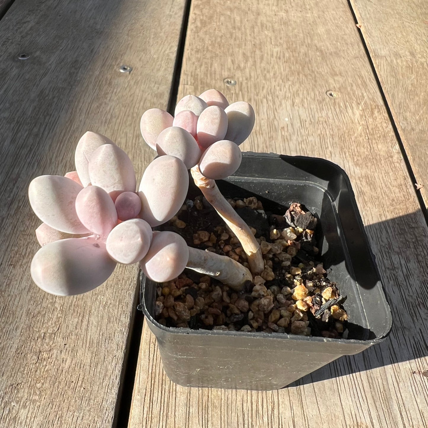 0705 Pachyphytum 'Egg Tart'