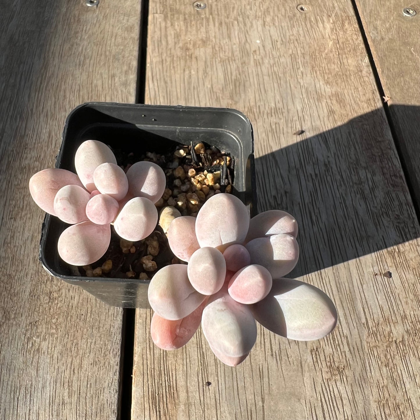0705 Pachyphytum 'Egg Tart'