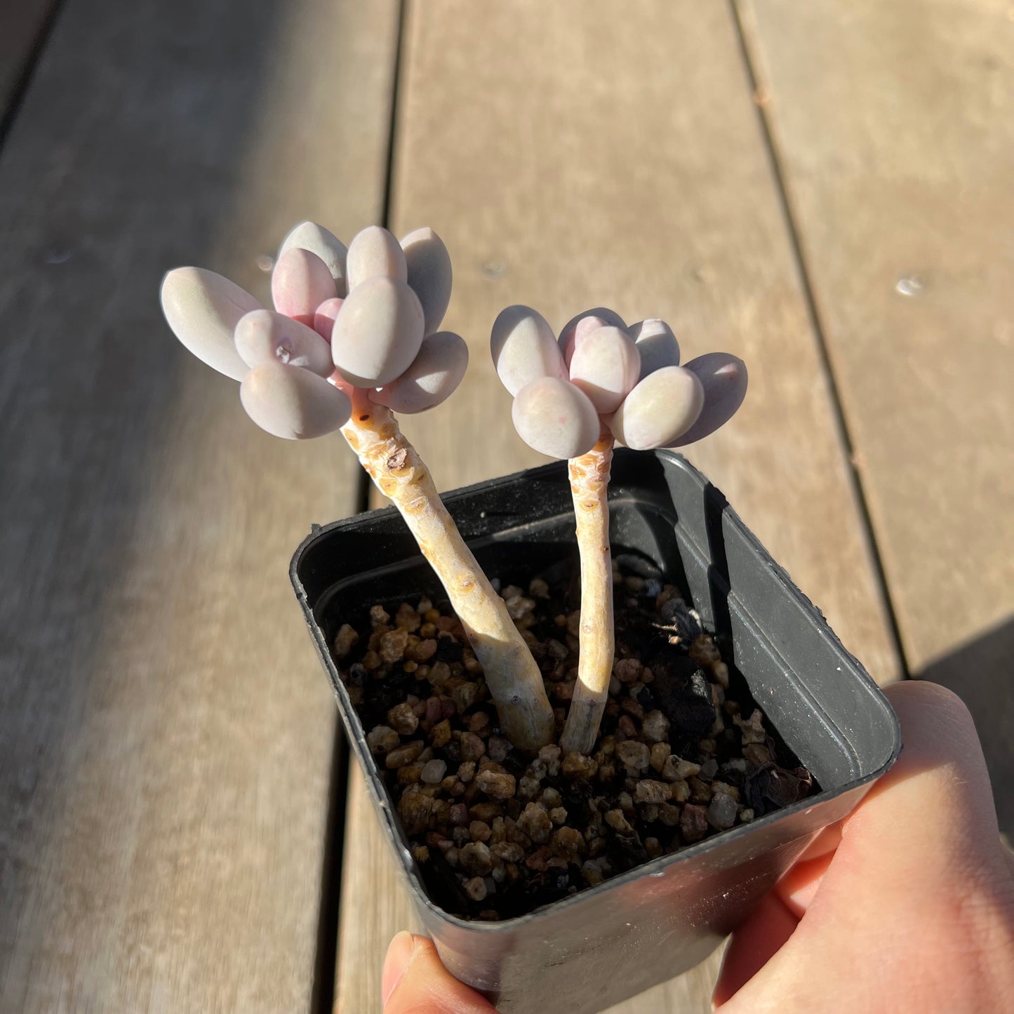 0705 Pachyphytum 'Egg Tart'