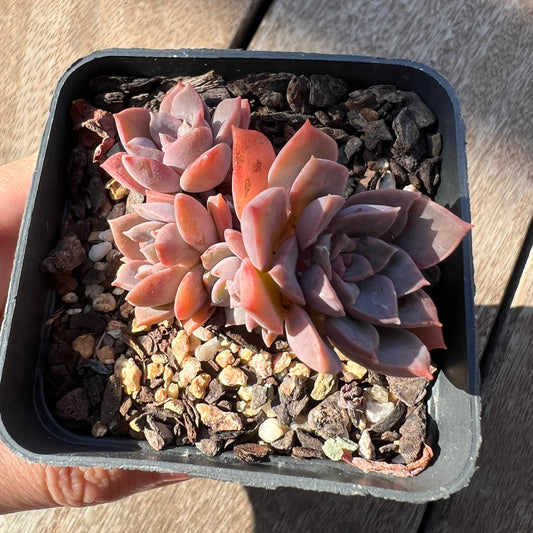 0705 Sedeveria Purple Drop aka Victor