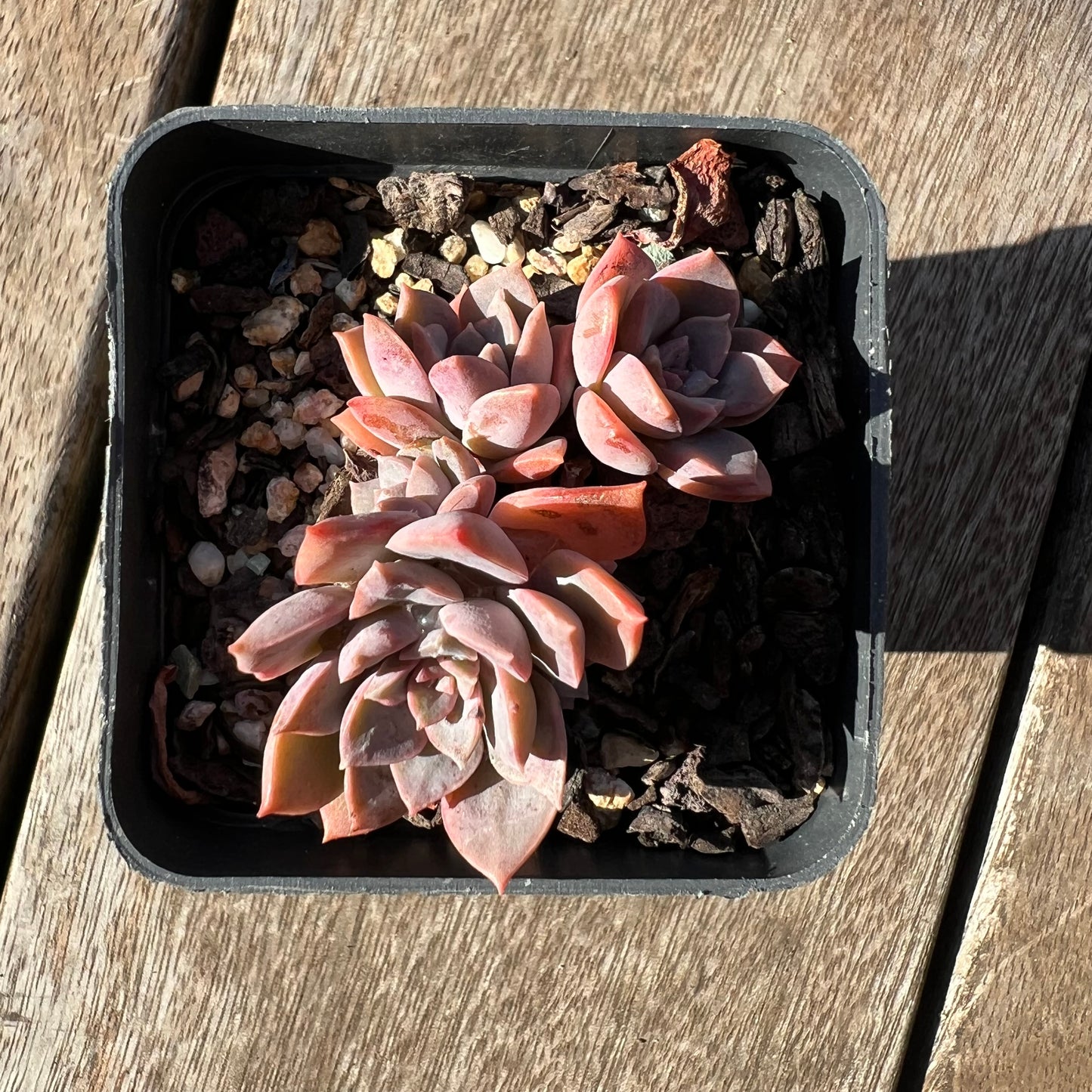 0705 Sedeveria Purple Drop aka Victor