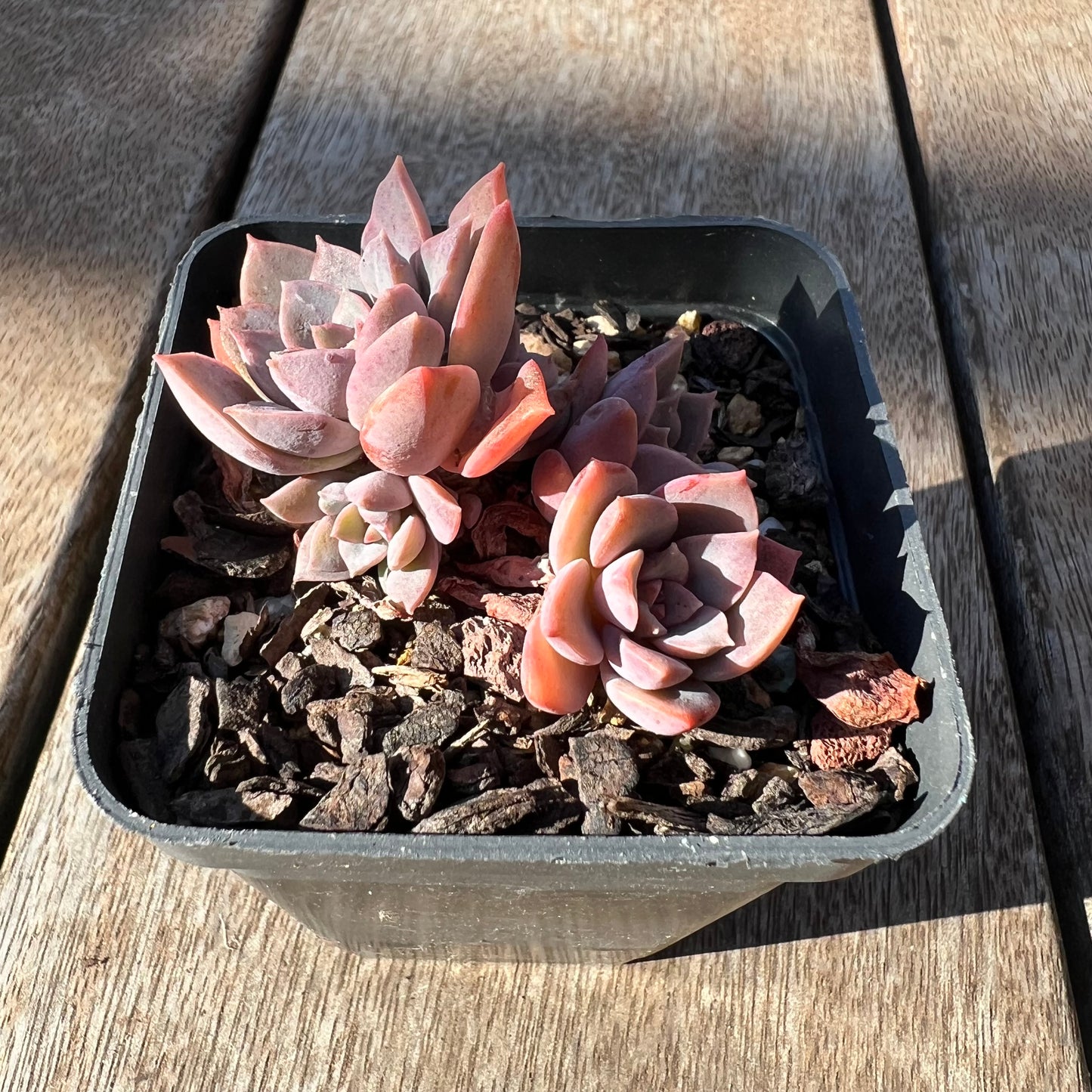 0705 Sedeveria Purple Drop aka Victor